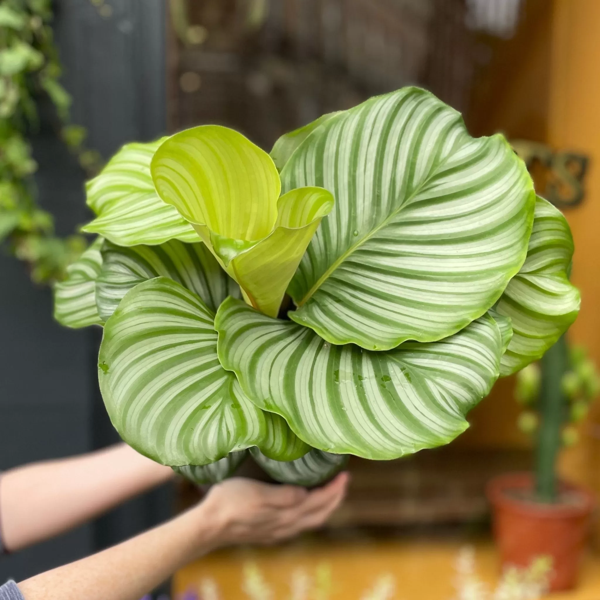 grow urban Calathea Orbifolia- Calathea