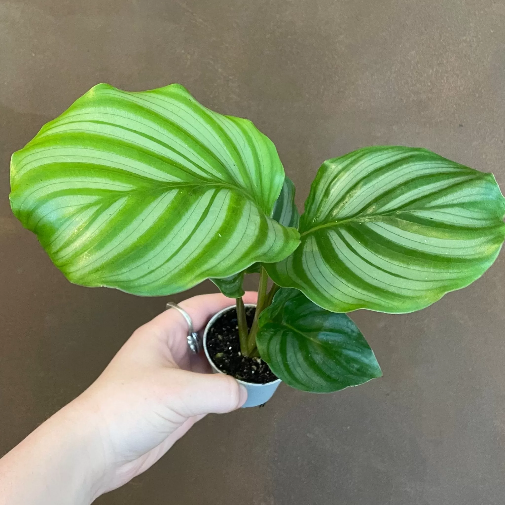 grow urban Calathea Orbifolia (6cm Pot)- Calathea