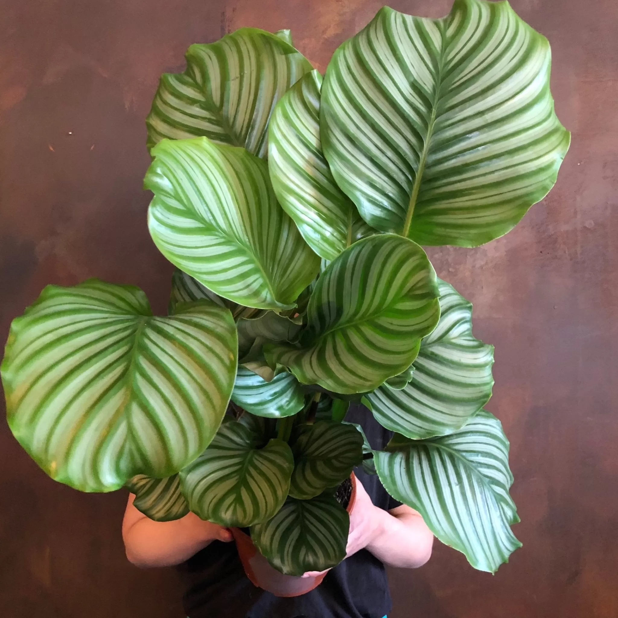 grow urban Calathea Orbifolia (19cm Pot)- Calathea