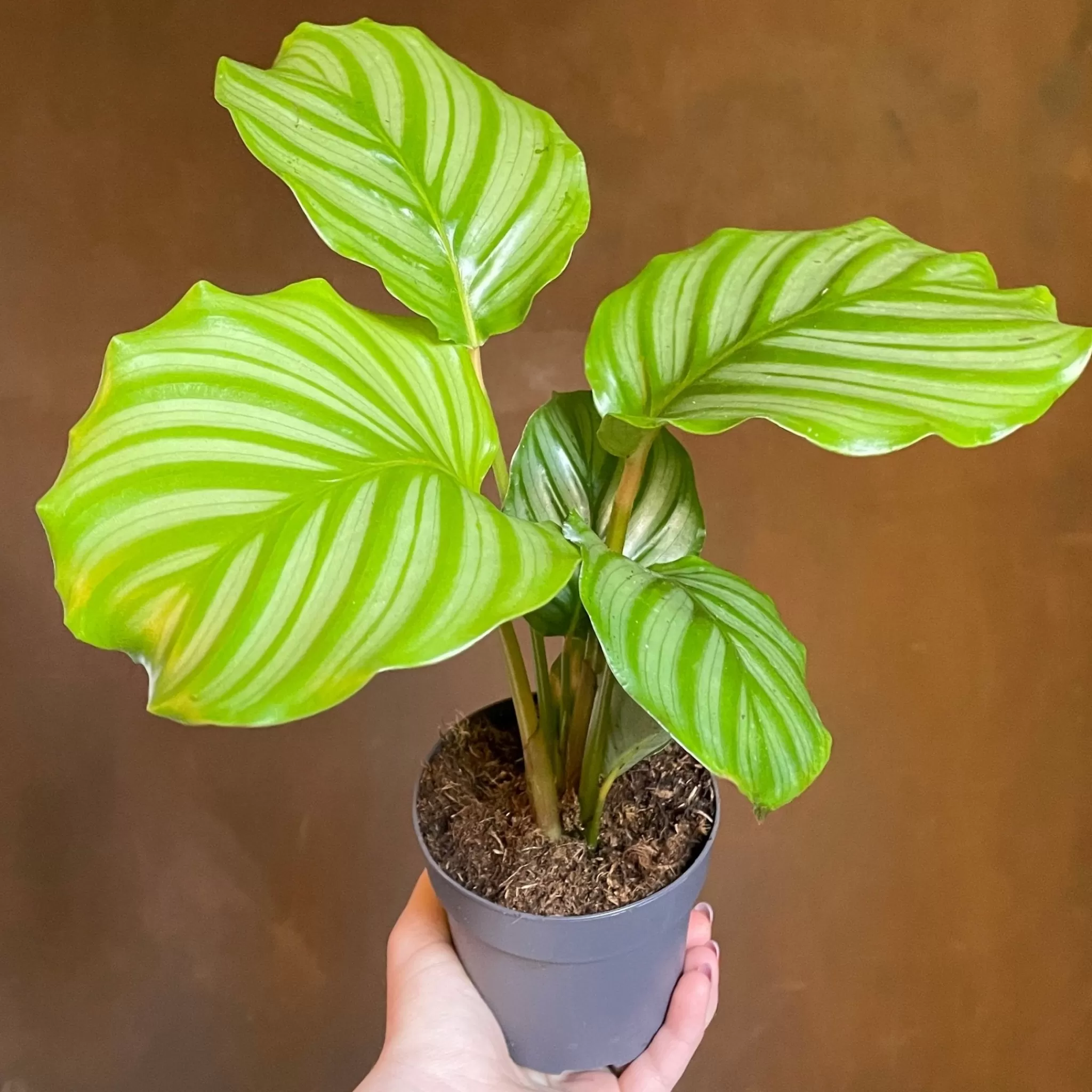 grow urban Calathea Orbifolia (11cm Pot)- Calathea