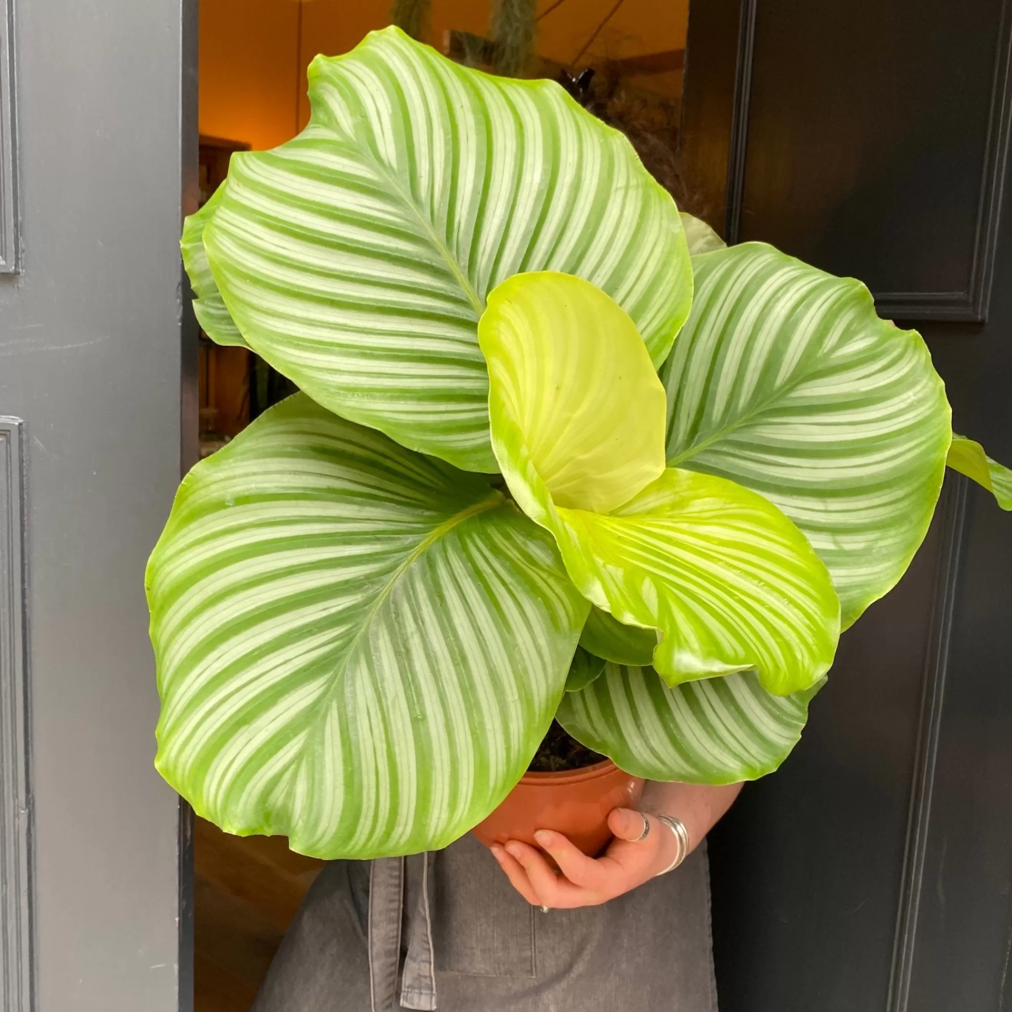 grow urban Calathea Orbifolia (21cm Pot)- Calathea