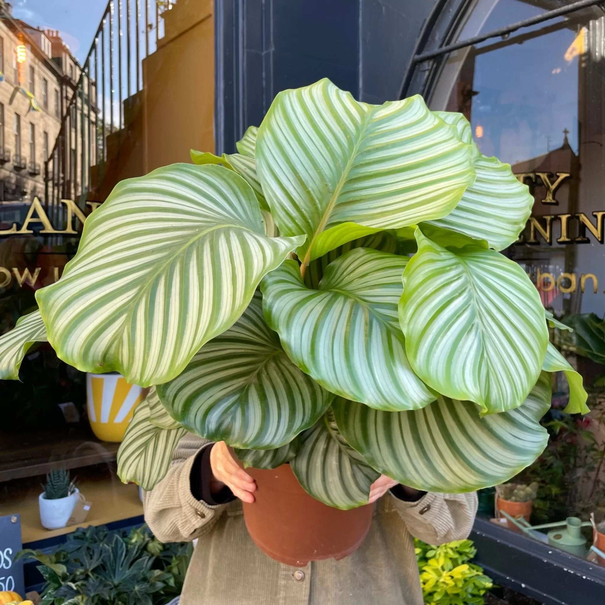 grow urban Calathea Orbifolia (24cm Pot)- Calathea