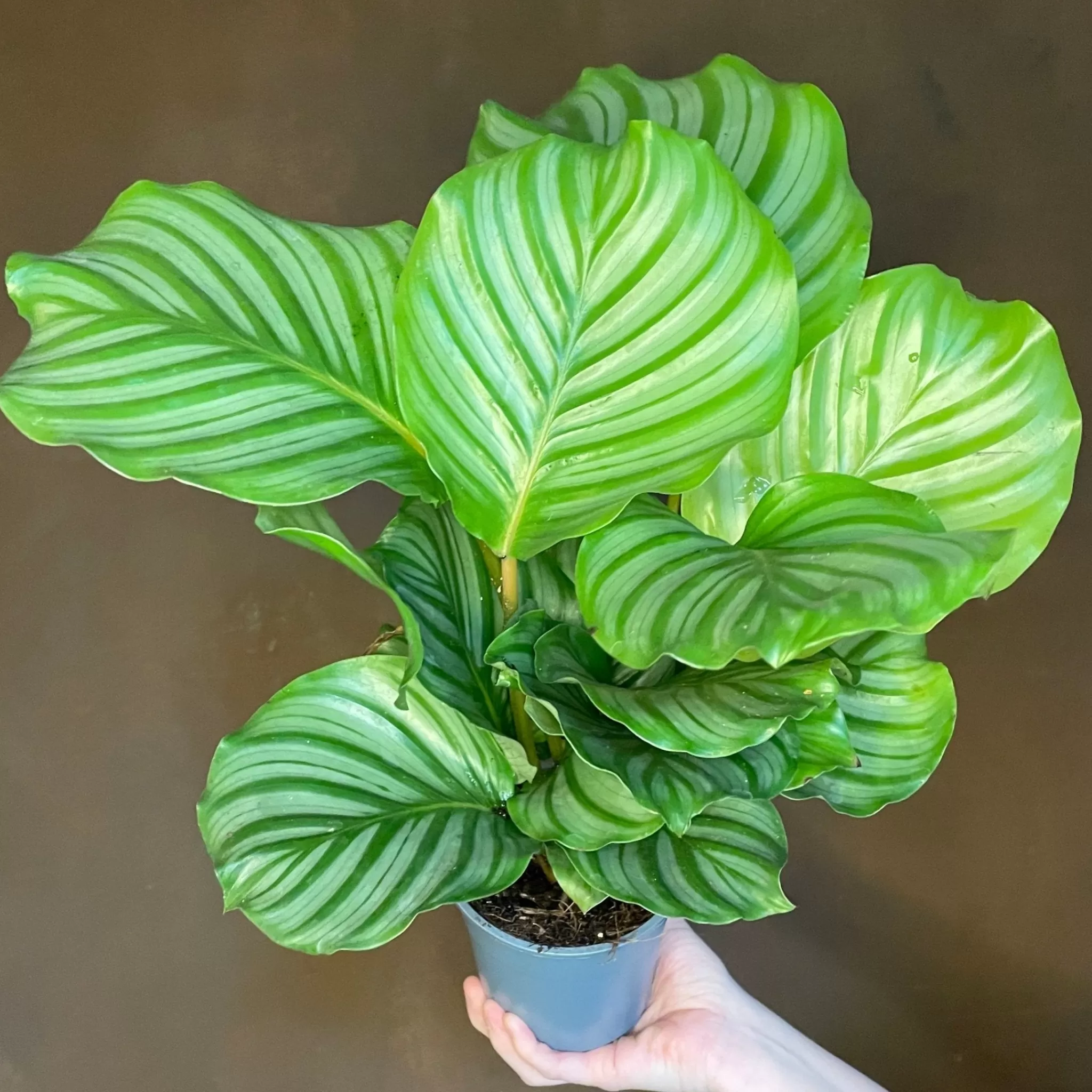 grow urban Calathea Orbifolia (12cm Pot)- Calathea