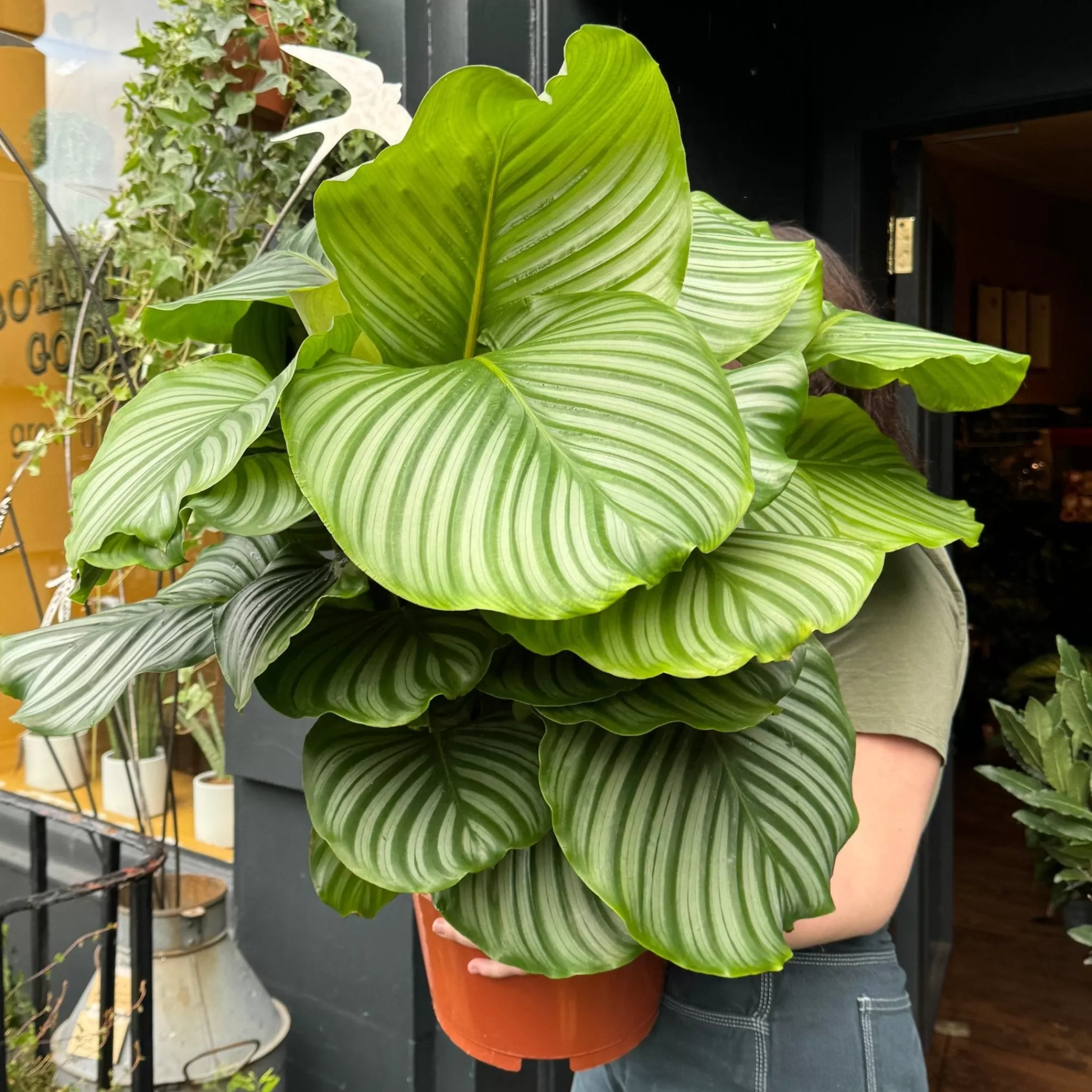 grow urban Calathea Orbifolia (27cm Pot)- Calathea