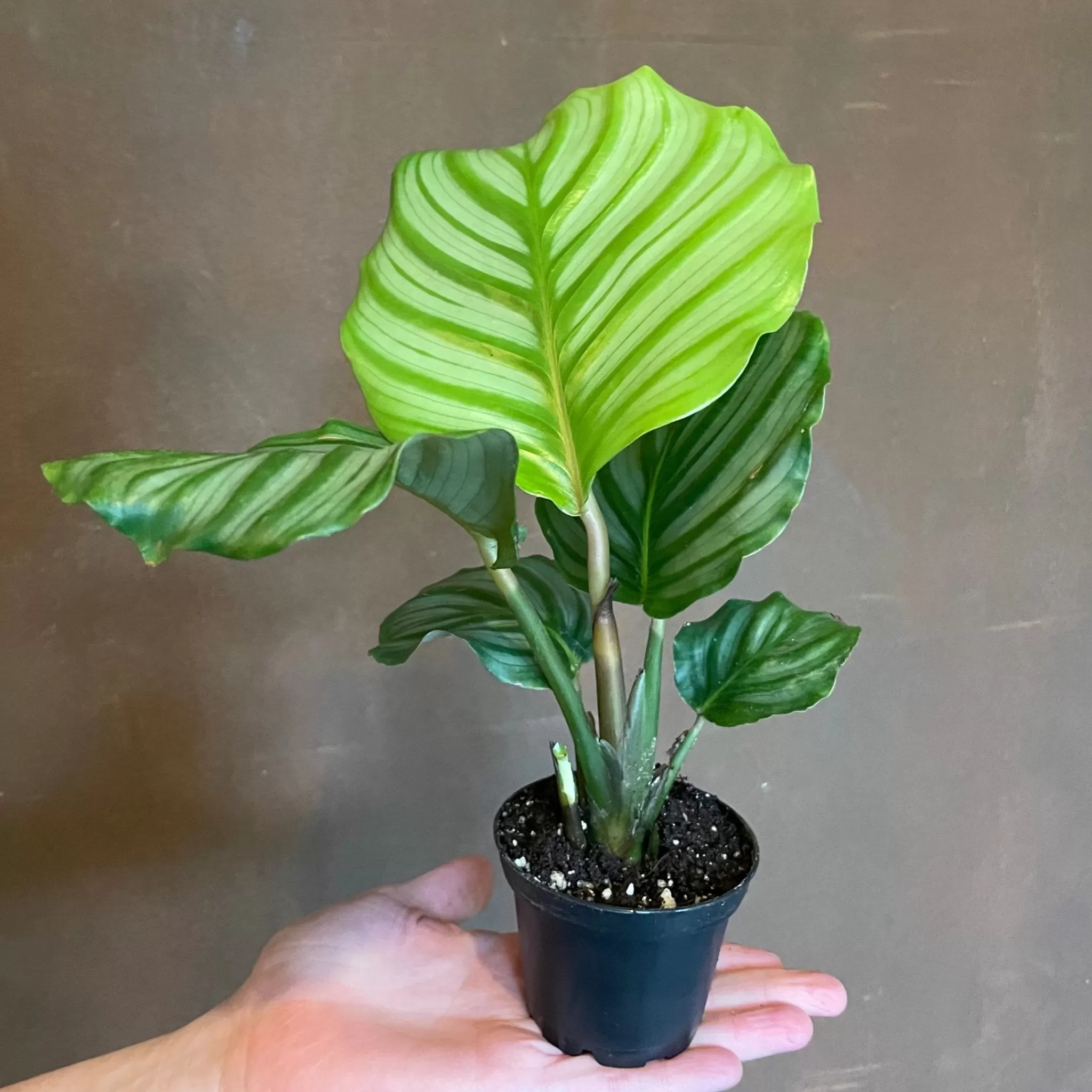 grow urban Calathea Orbifolia (7cm Pot)- Calathea