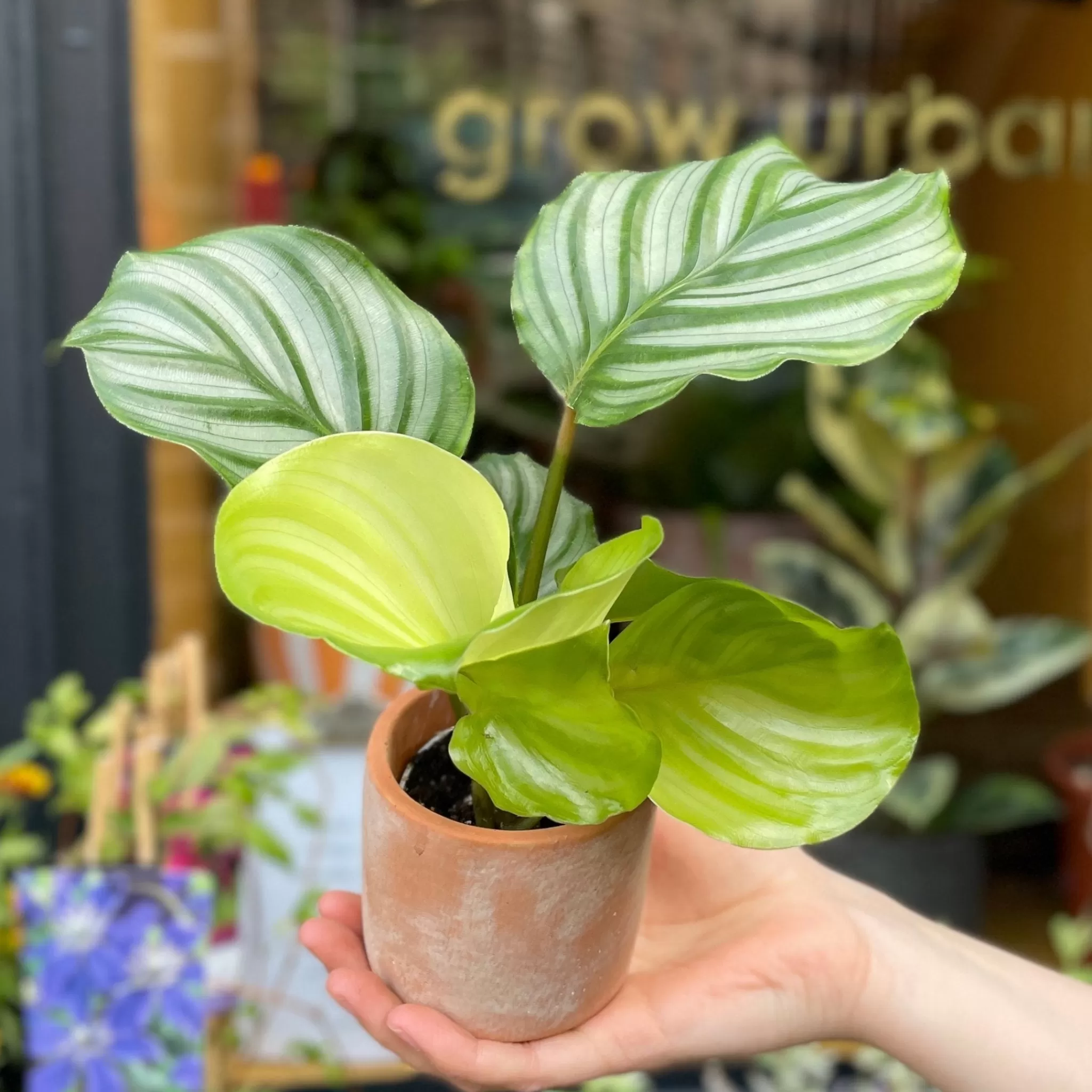 grow urban Calathea Orbifolia (6cm Pot)- Calathea