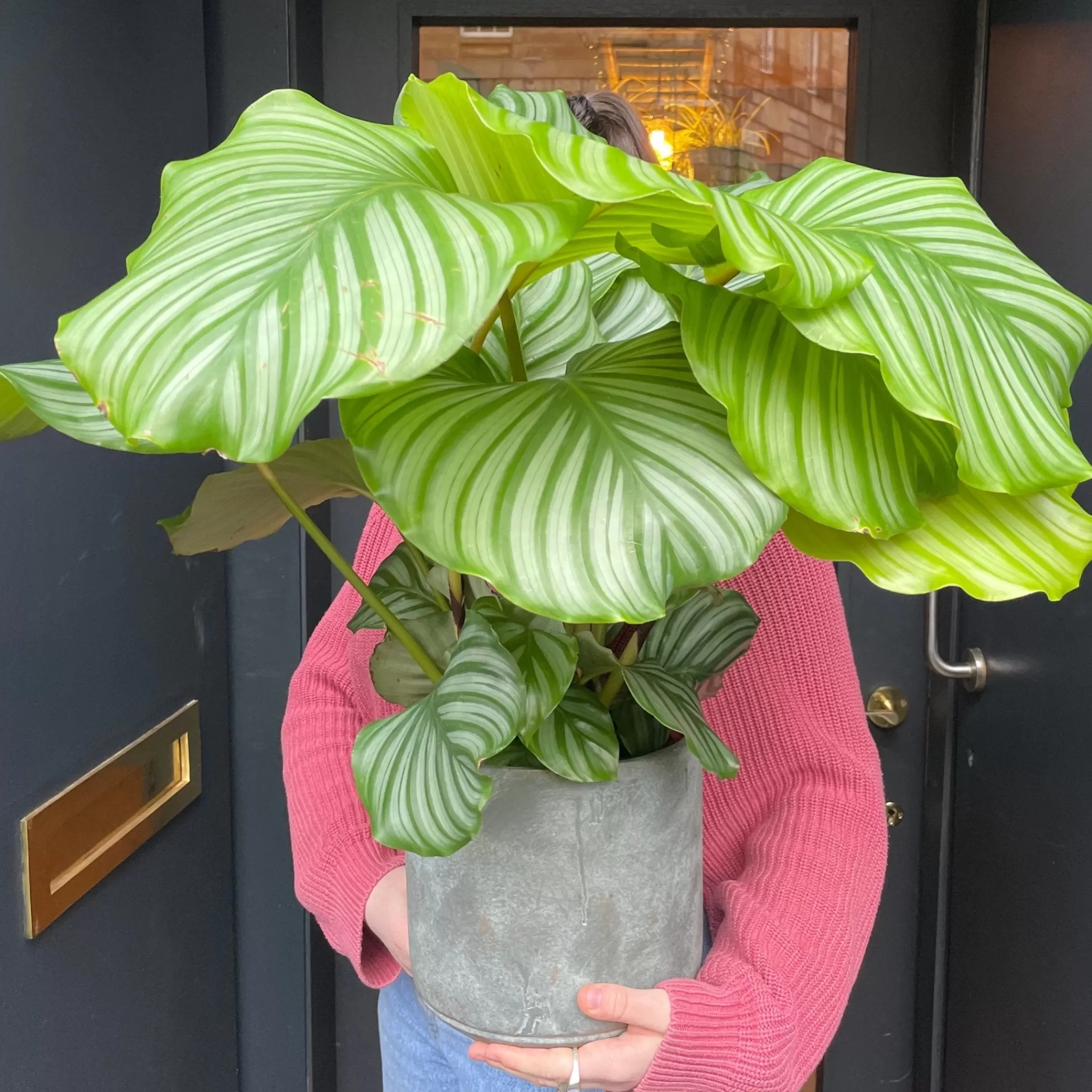 grow urban Calathea Orbifolia (19cm Pot)- Calathea
