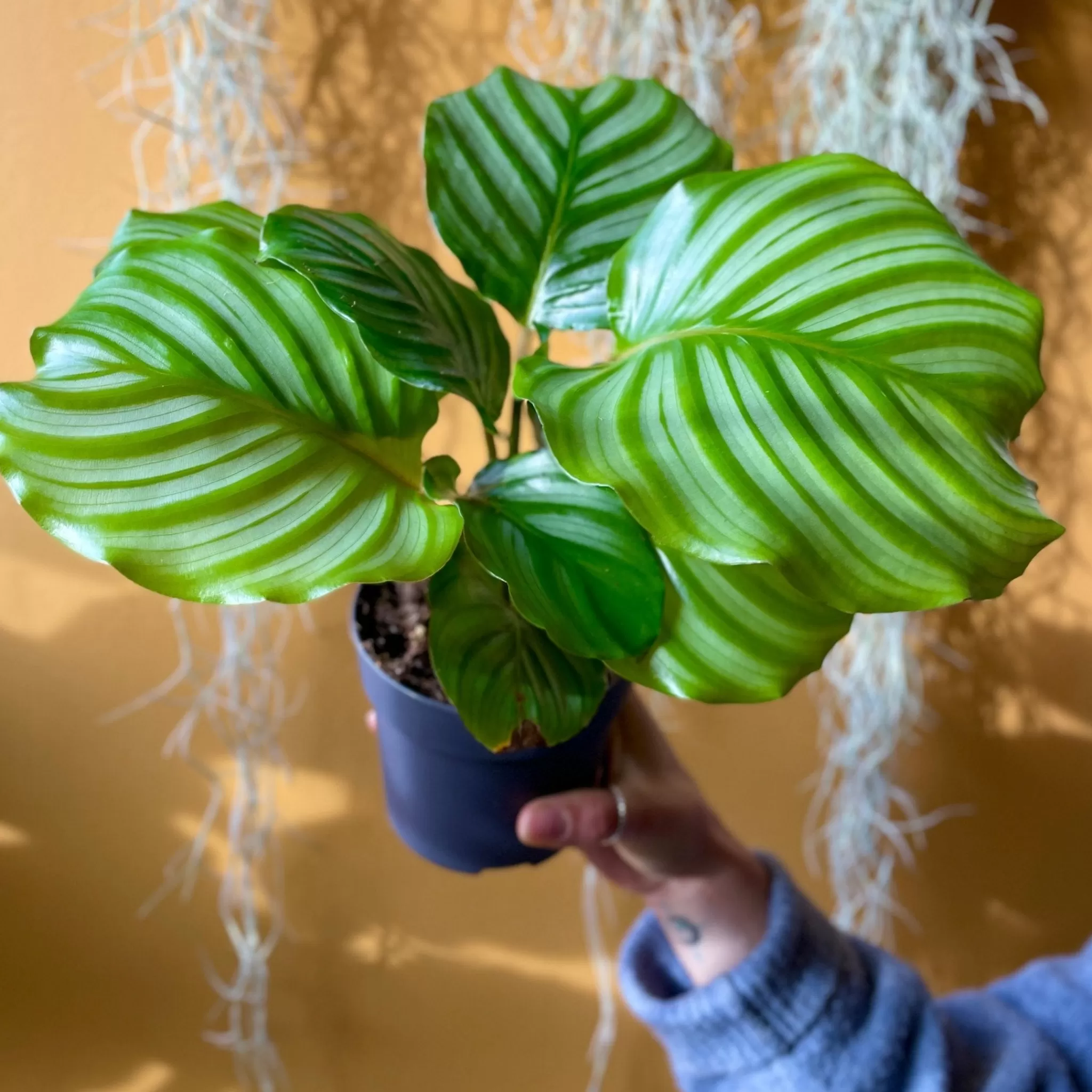 grow urban Calathea Orbifolia (11cm Pot)- Calathea