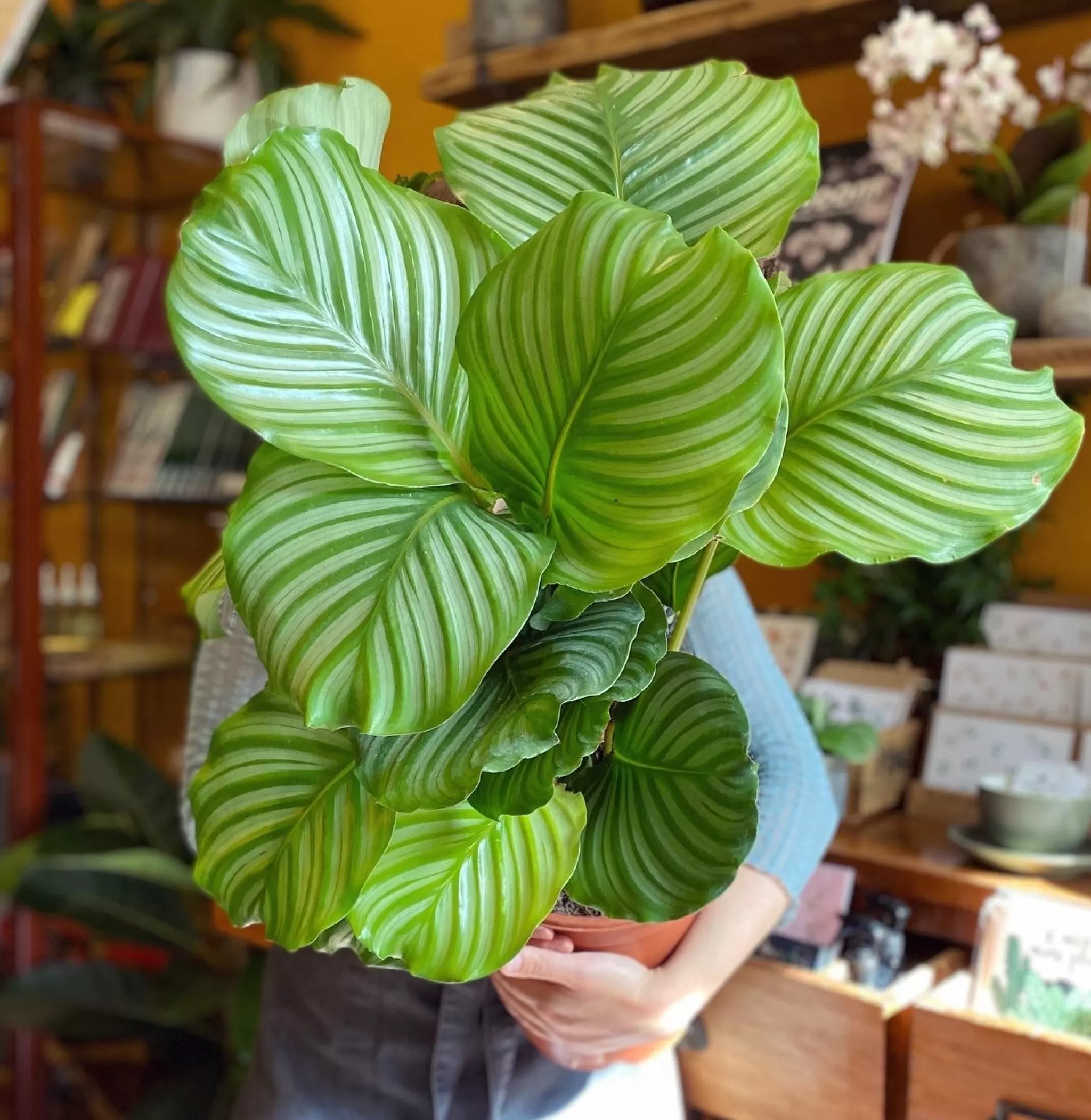 grow urban Calathea Orbifolia (21cm Pot)- Calathea