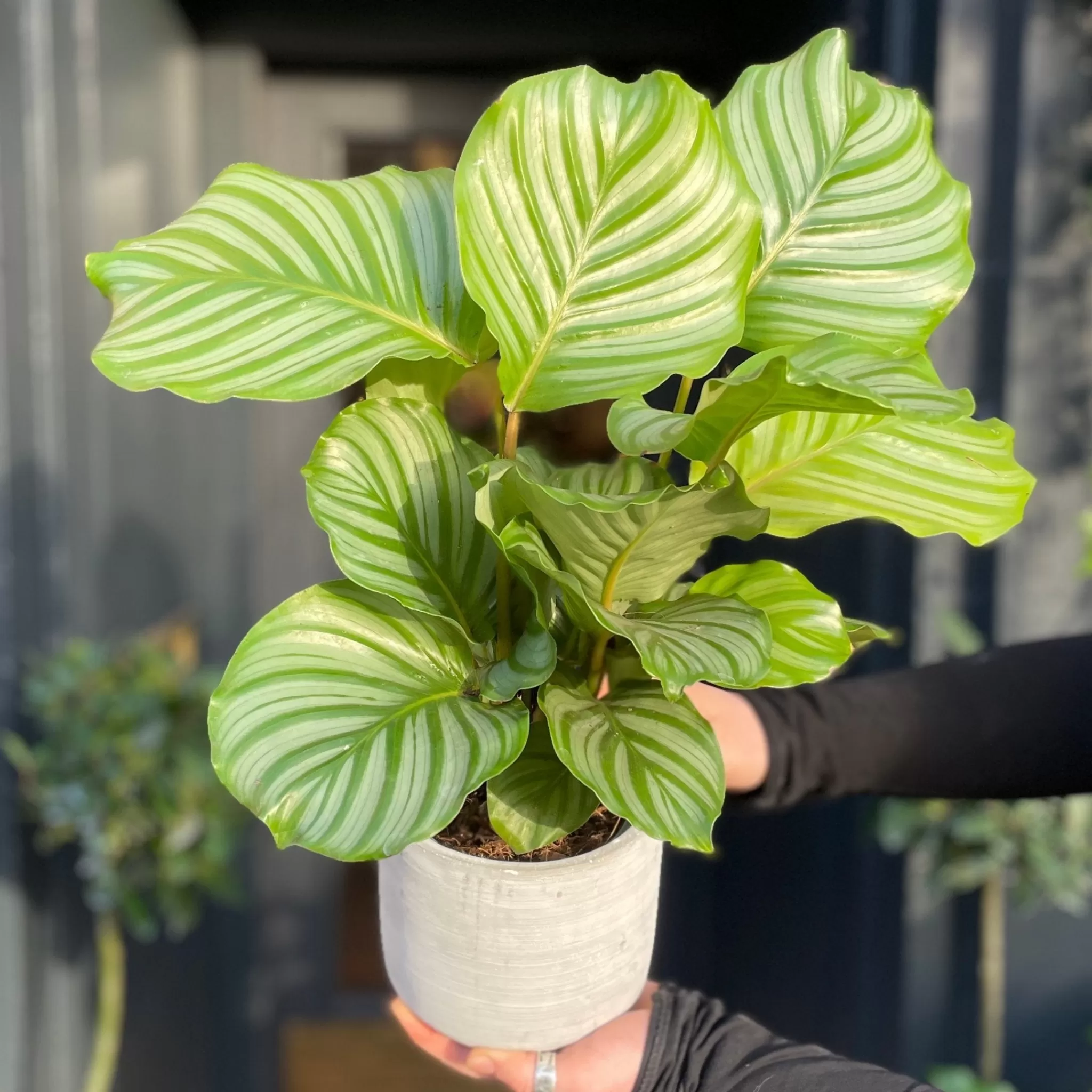 grow urban Calathea Orbifolia (12cm Pot)- Calathea