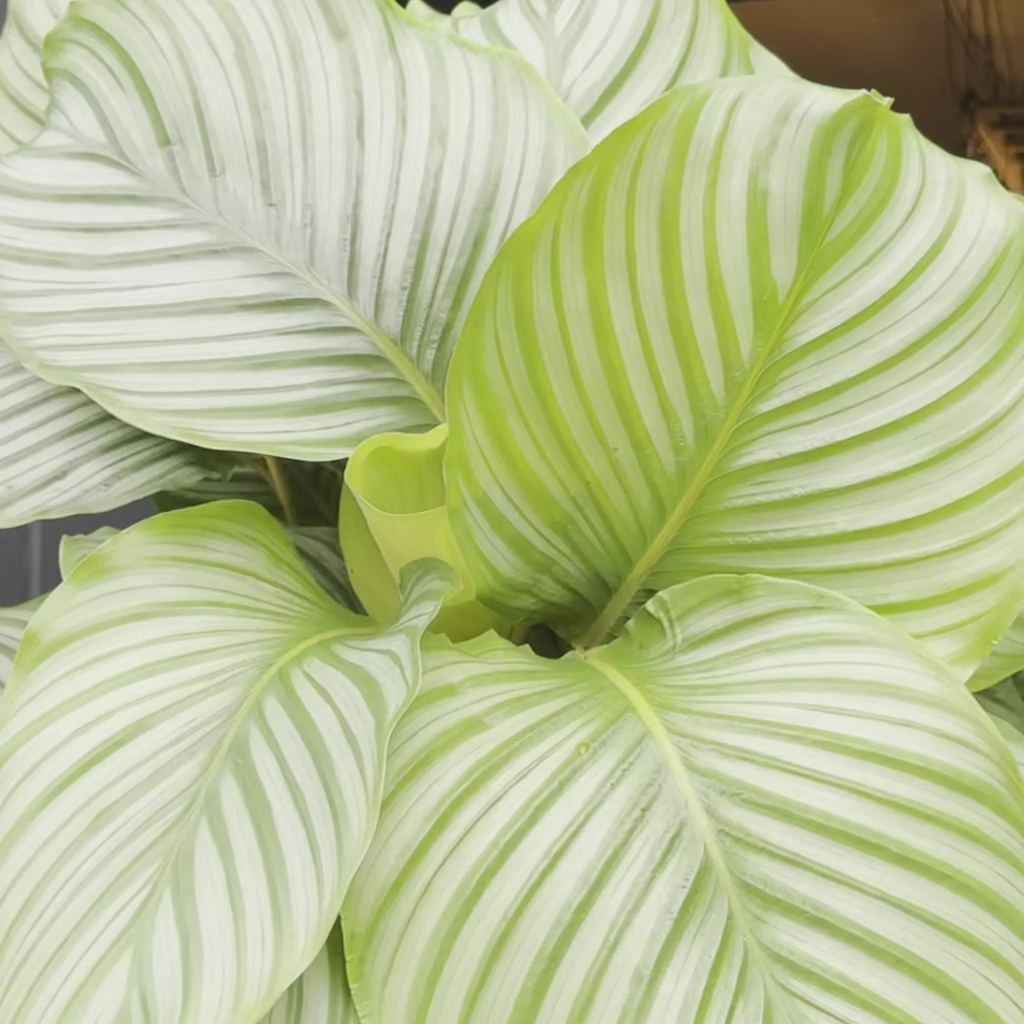 grow urban Calathea Orbifolia (27cm Pot)- Calathea