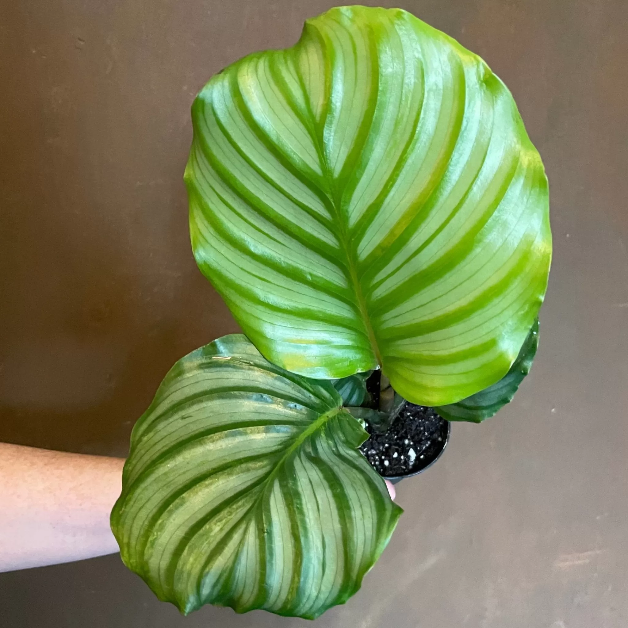 grow urban Calathea Orbifolia (7cm Pot)- Calathea