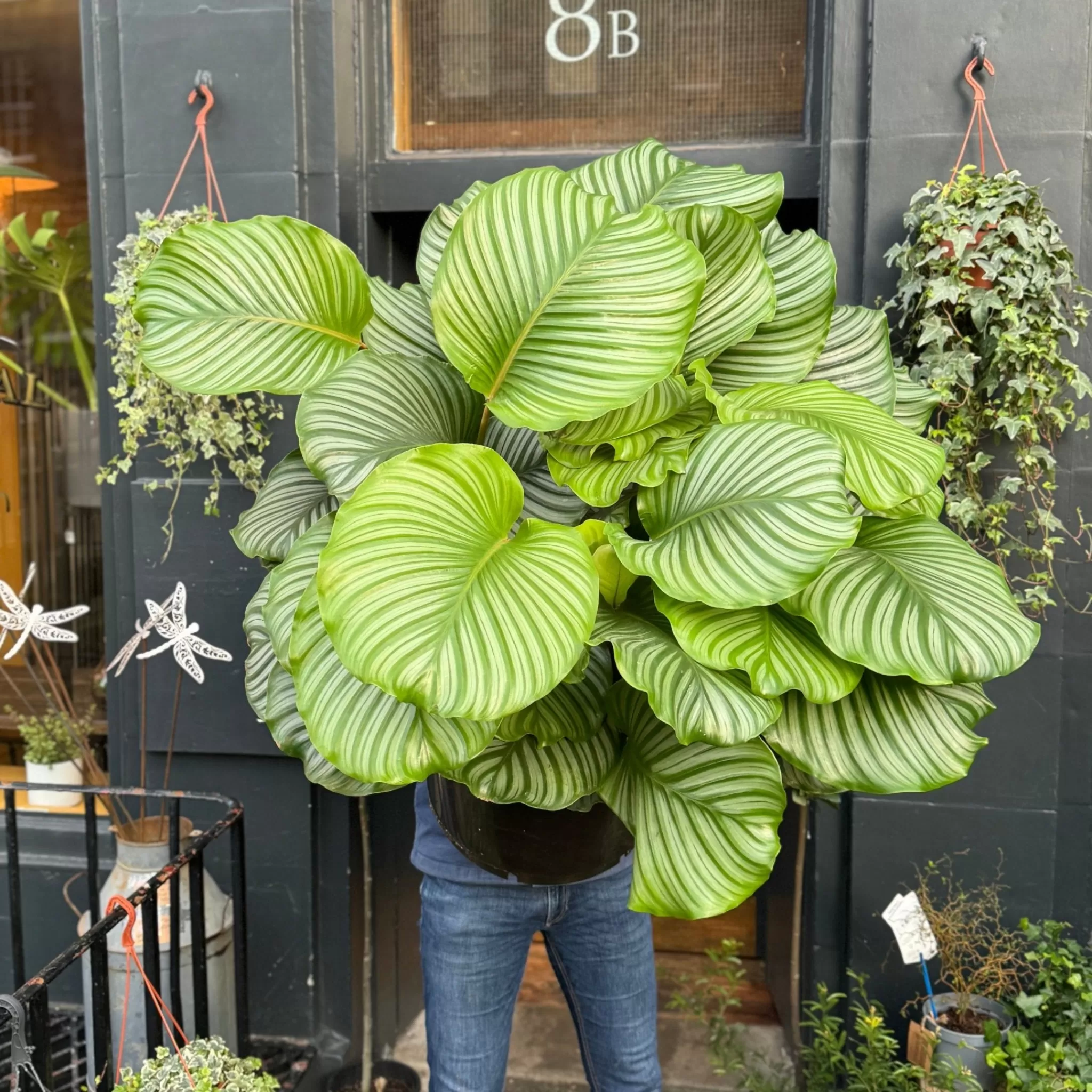 grow urban Calathea Orbifolia XXL- Calathea