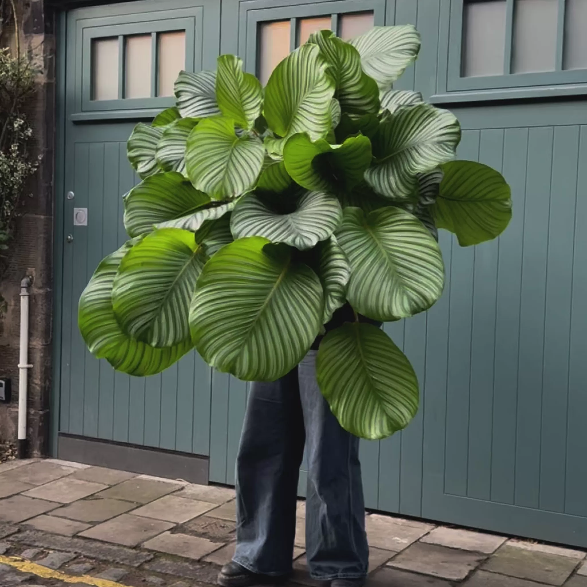 grow urban Calathea Orbifolia XXL- Calathea