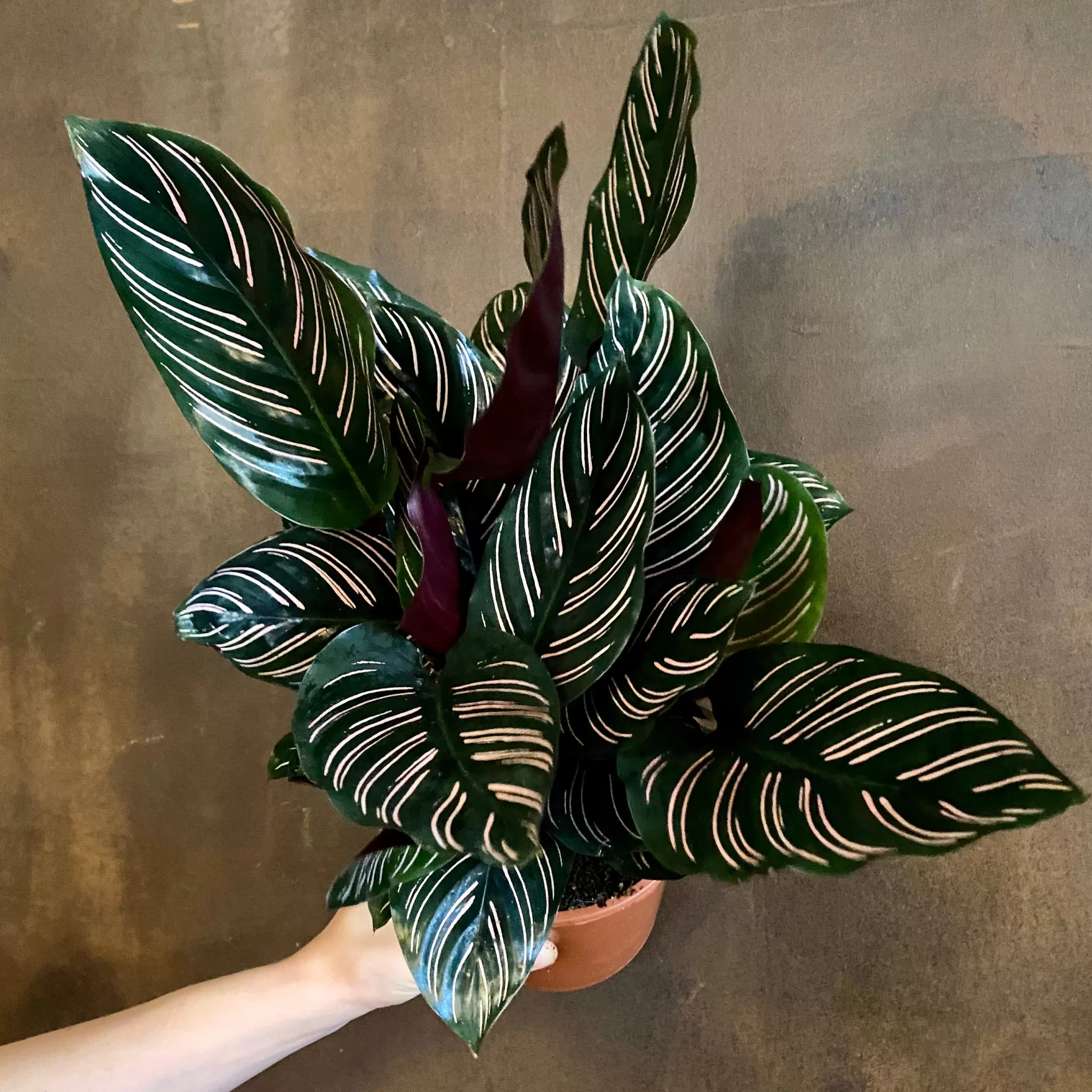 grow urban Calathea Ornata- Calathea | Pet Friendly