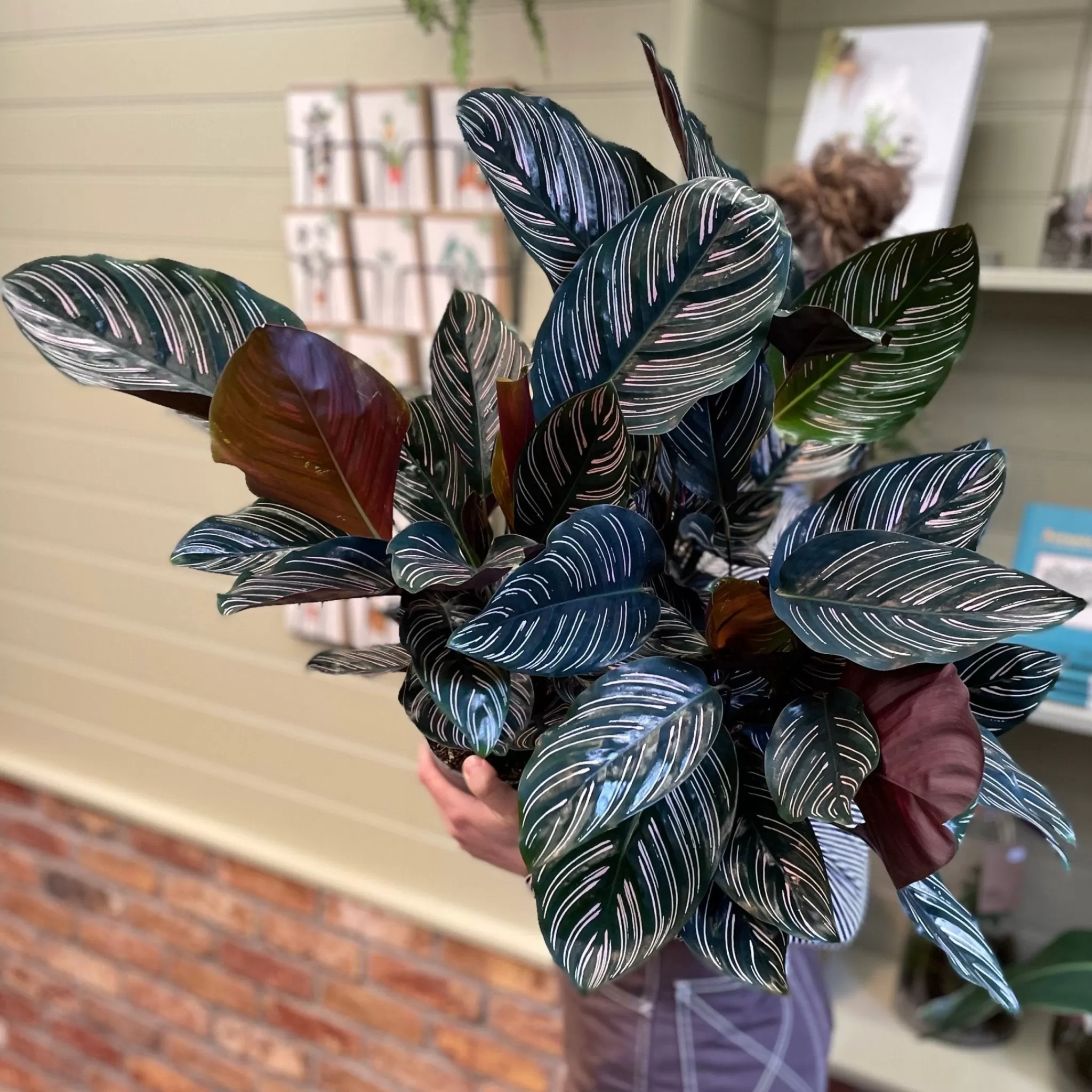 grow urban Calathea Ornata- Calathea | Pet Friendly