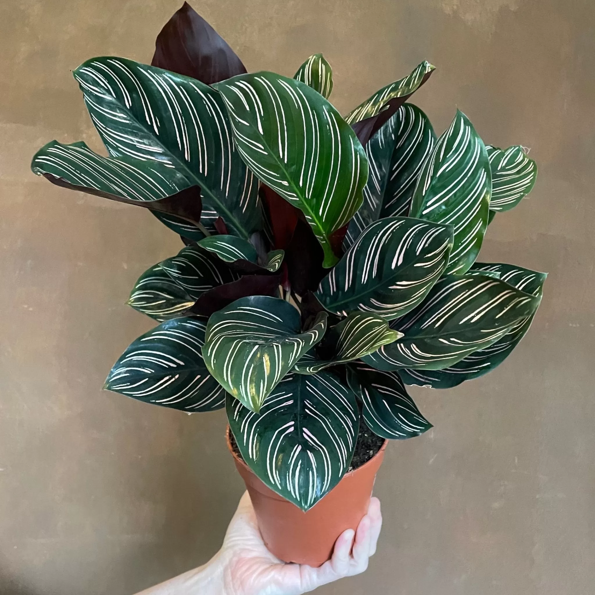 grow urban Calathea Ornata (12cm Pot)- Calathea