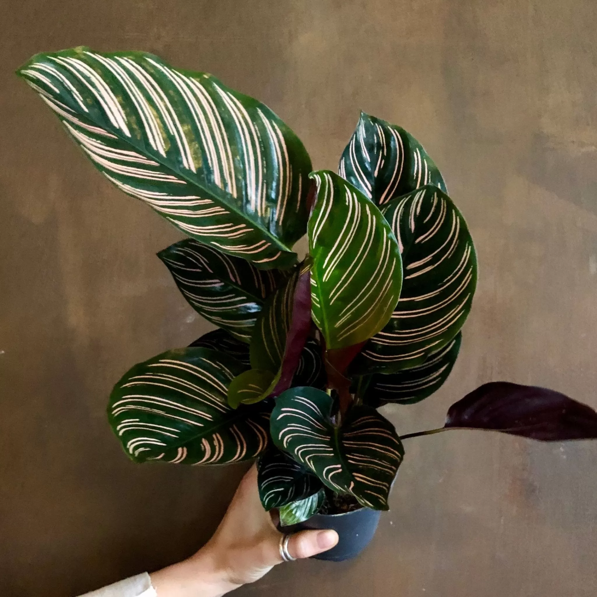 grow urban Calathea Ornata (11cm Pot)- Calathea