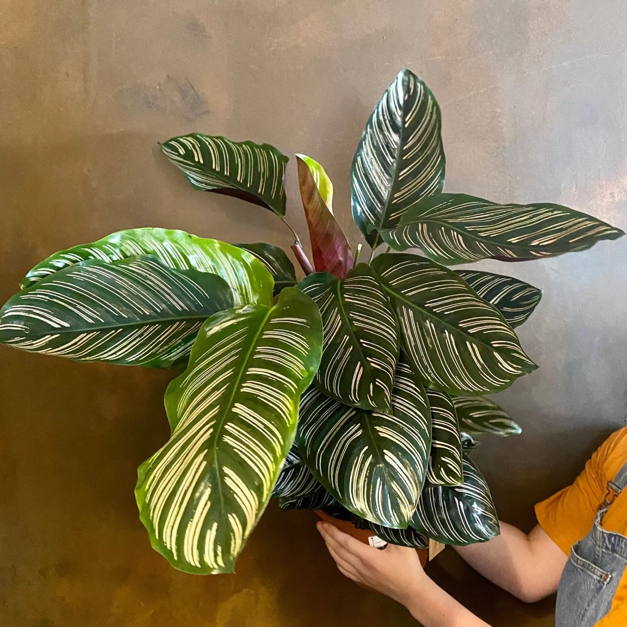 grow urban Calathea Ornata (19cm Pot)- Calathea | Pet Friendly