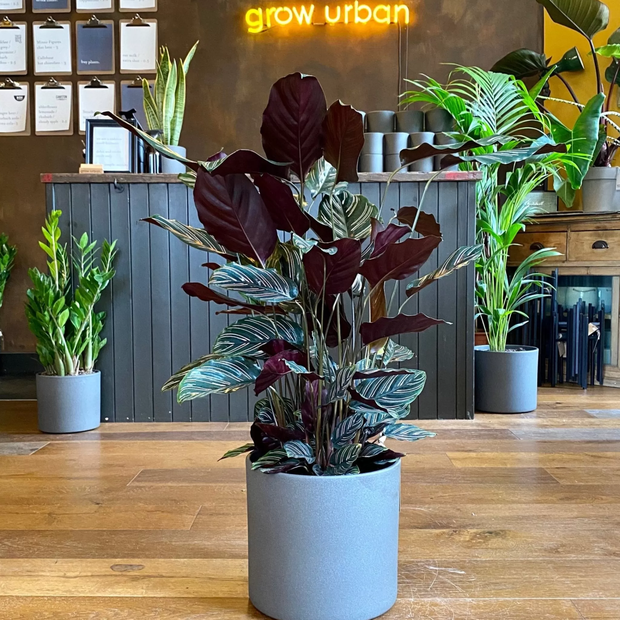 grow urban Calathea Ornata (24cm Pot)- Calathea