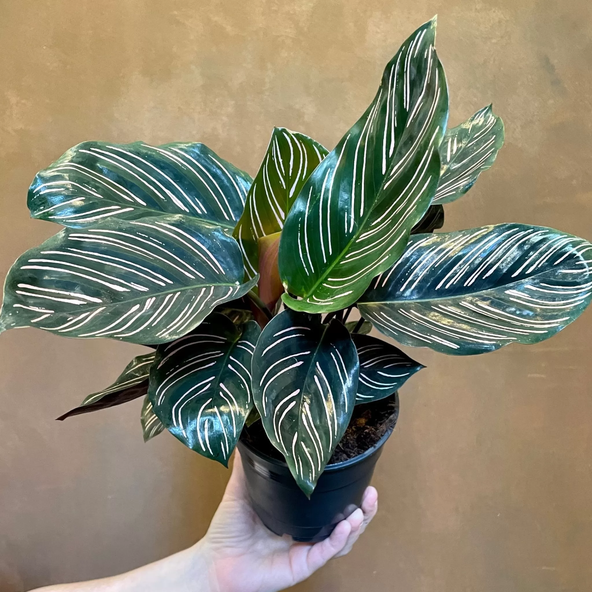 grow urban Calathea Ornata (12cm Pot)- Calathea