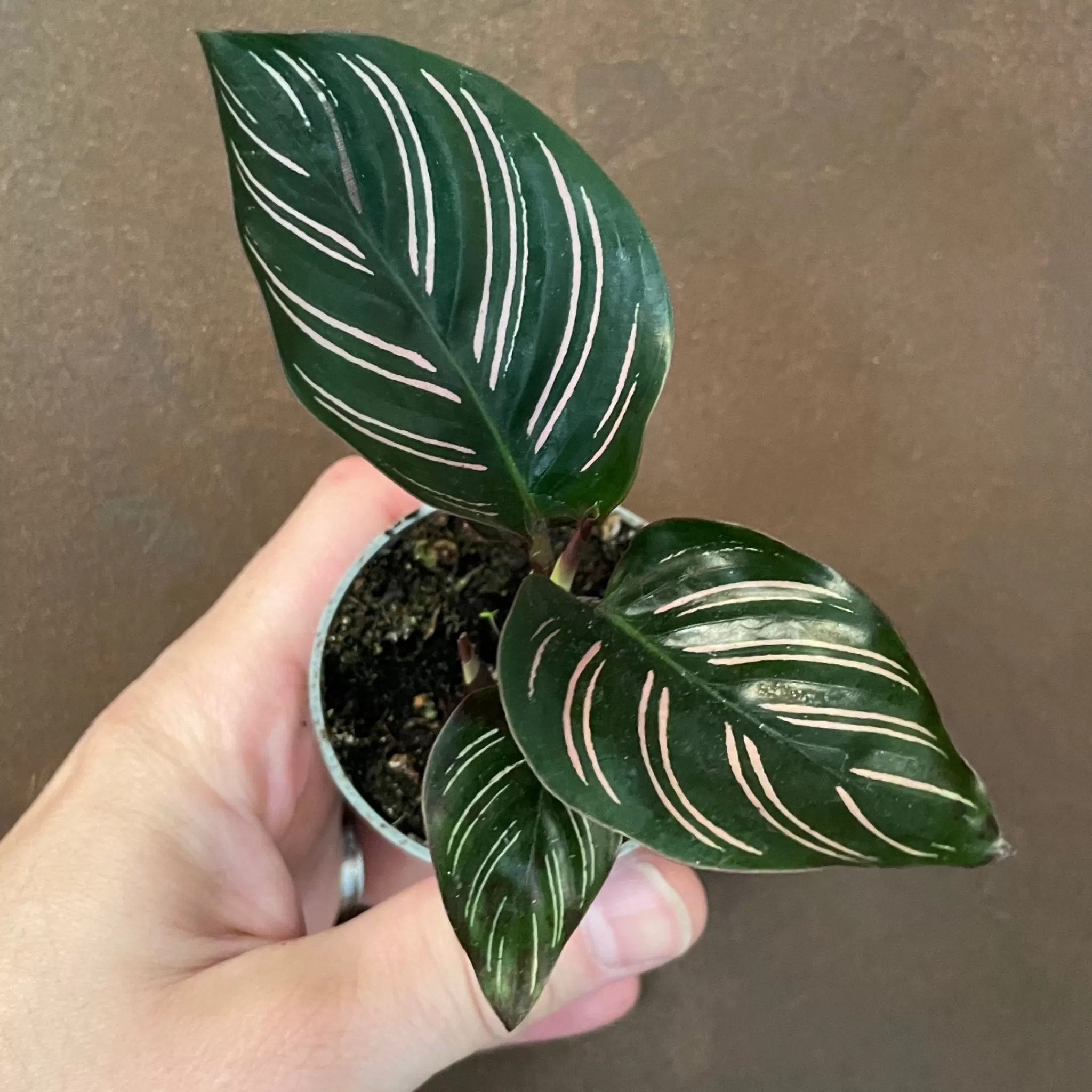 grow urban Calathea Ornata (6cm Pot)- Calathea