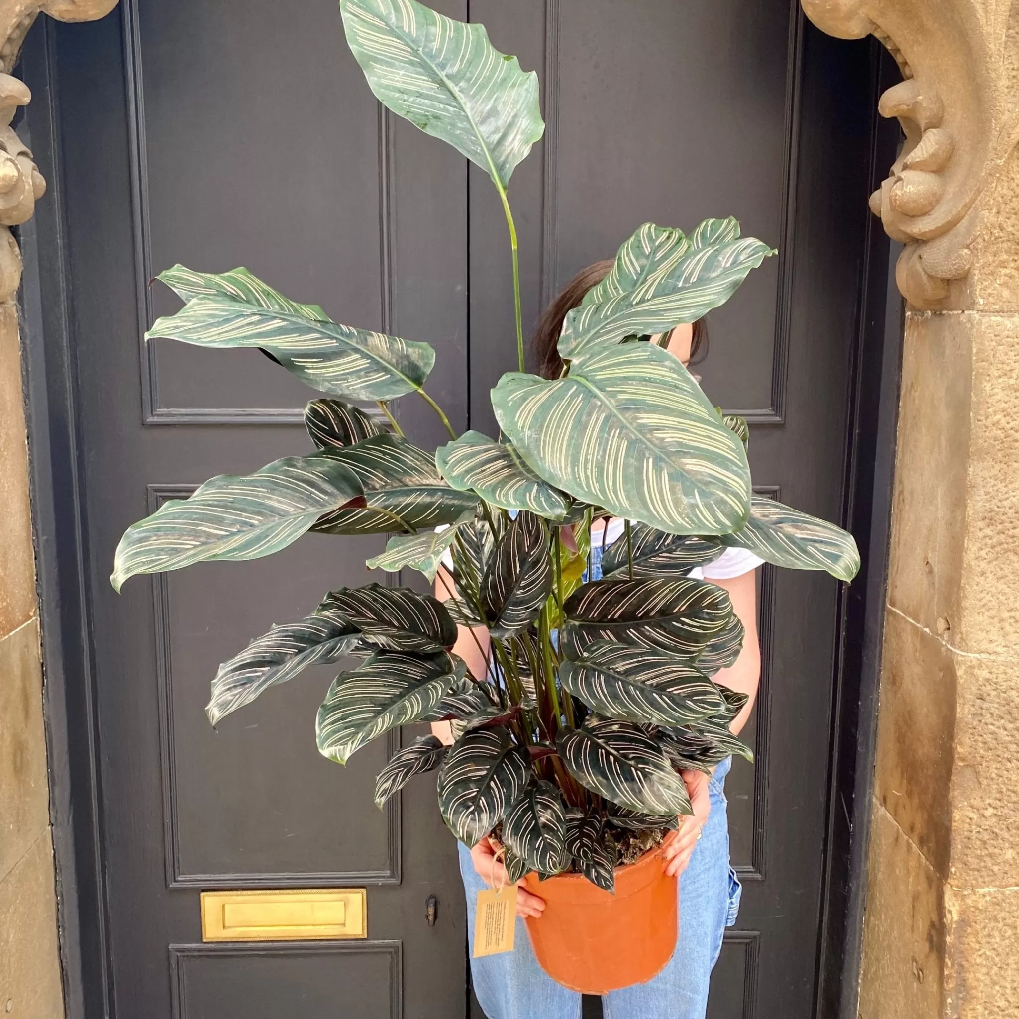 grow urban Calathea Ornata (27cm Pot)- Calathea