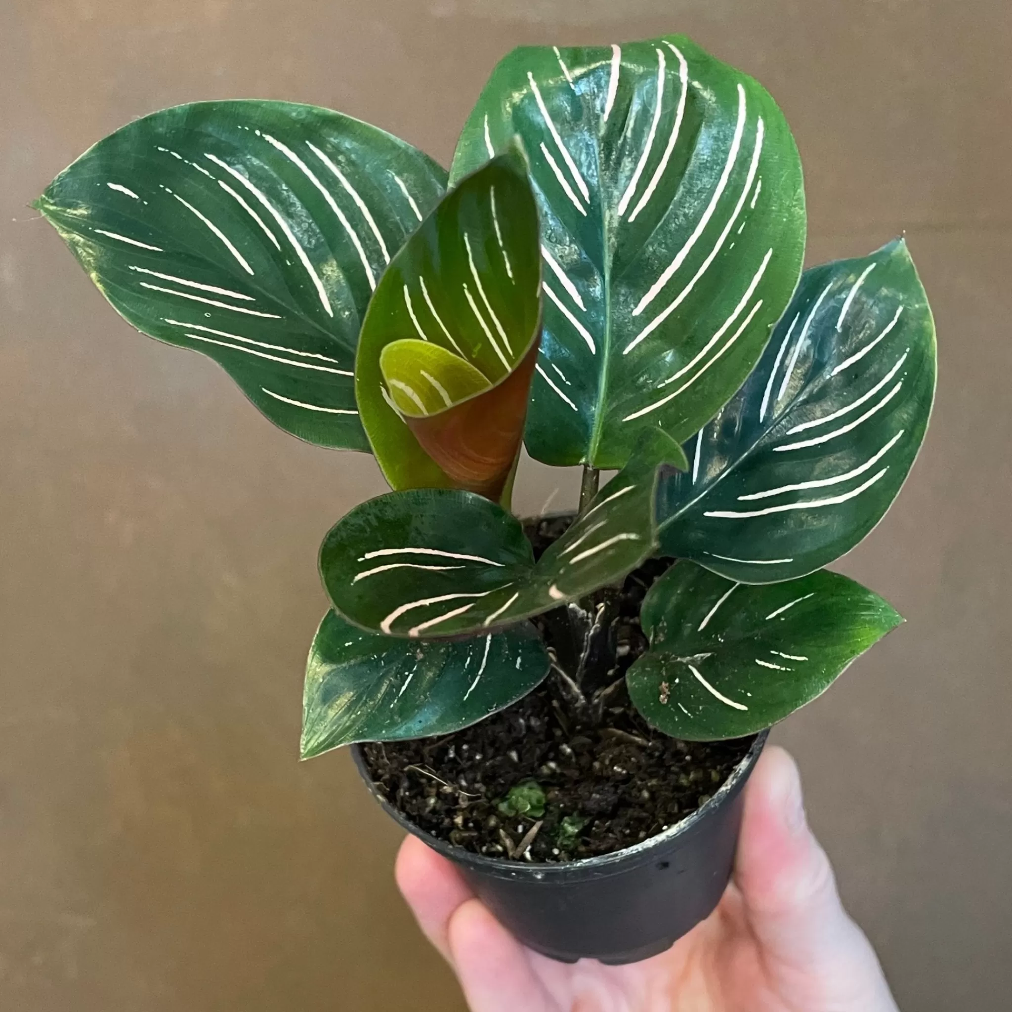 grow urban Calathea Ornata (7cm Pot)- Calathea