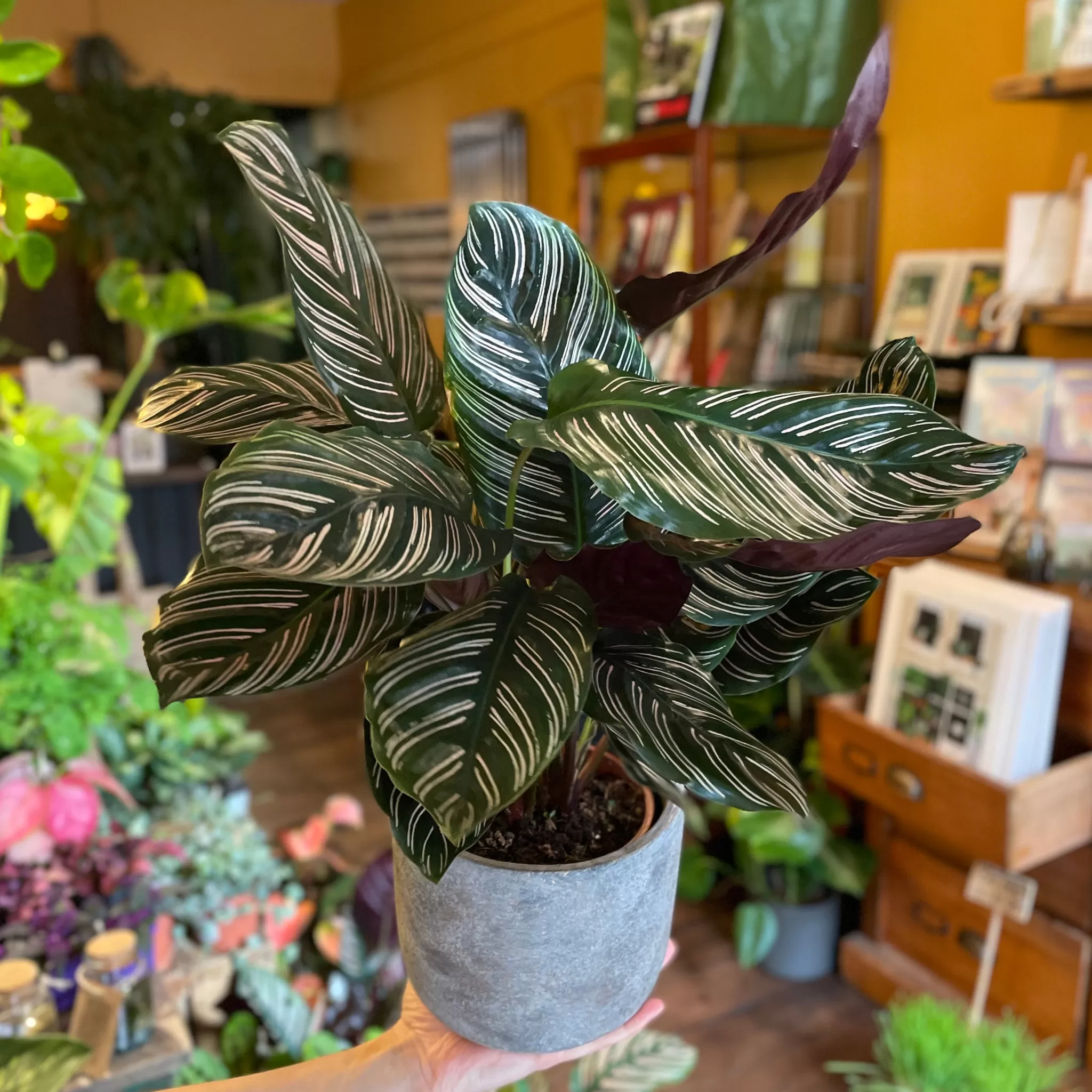 grow urban Calathea Ornata (12cm Pot)- Calathea
