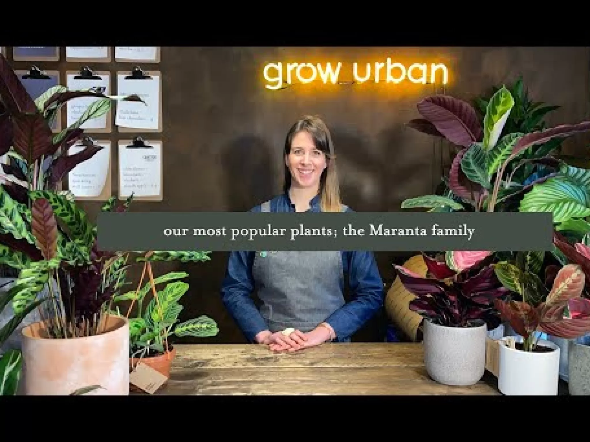 grow urban Calathea Ornata (11cm Pot)- Calathea