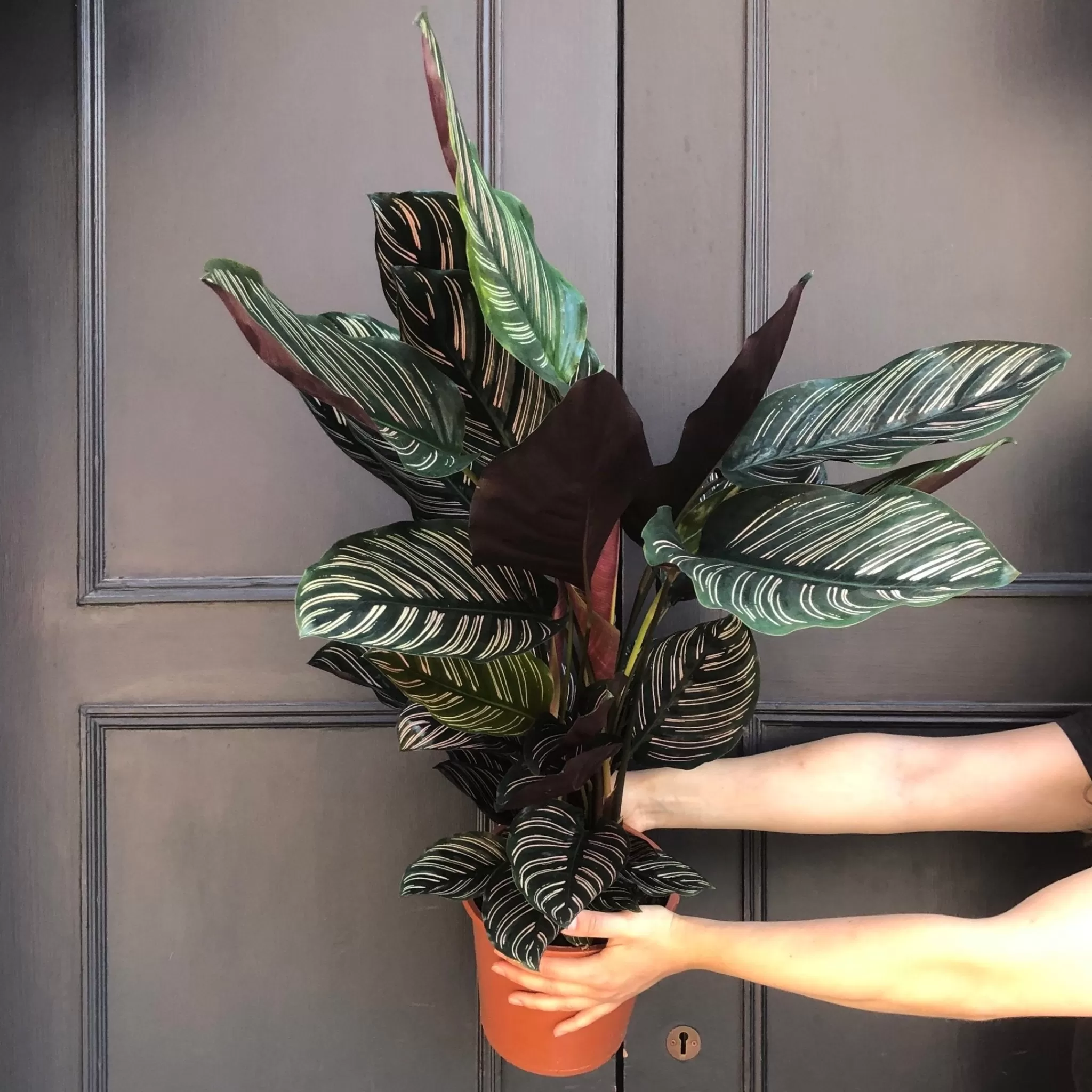 grow urban Calathea Ornata (19cm Pot)- Calathea | Pet Friendly