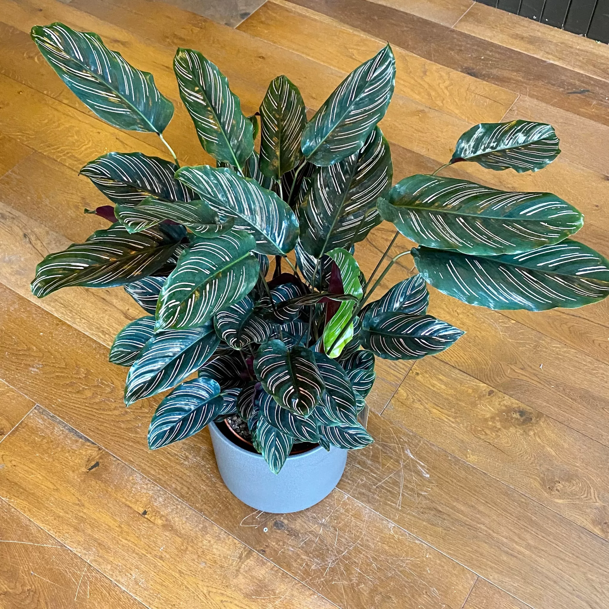 grow urban Calathea Ornata (24cm Pot)- Calathea