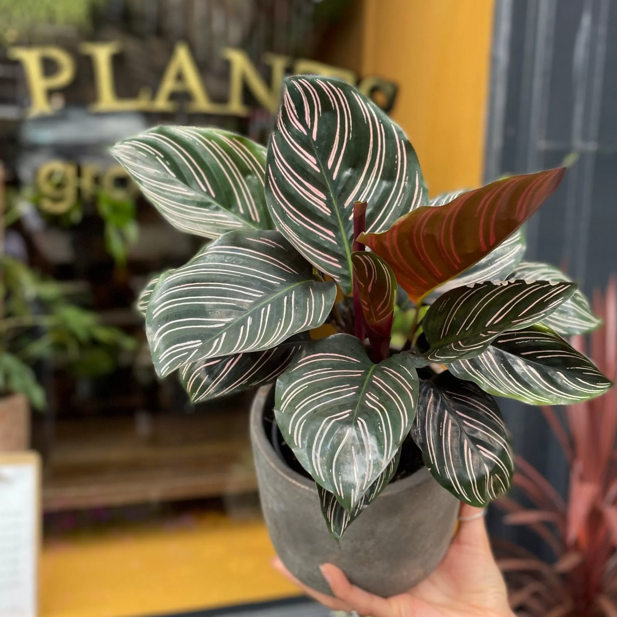 grow urban Calathea Ornata (12cm Pot)- Calathea