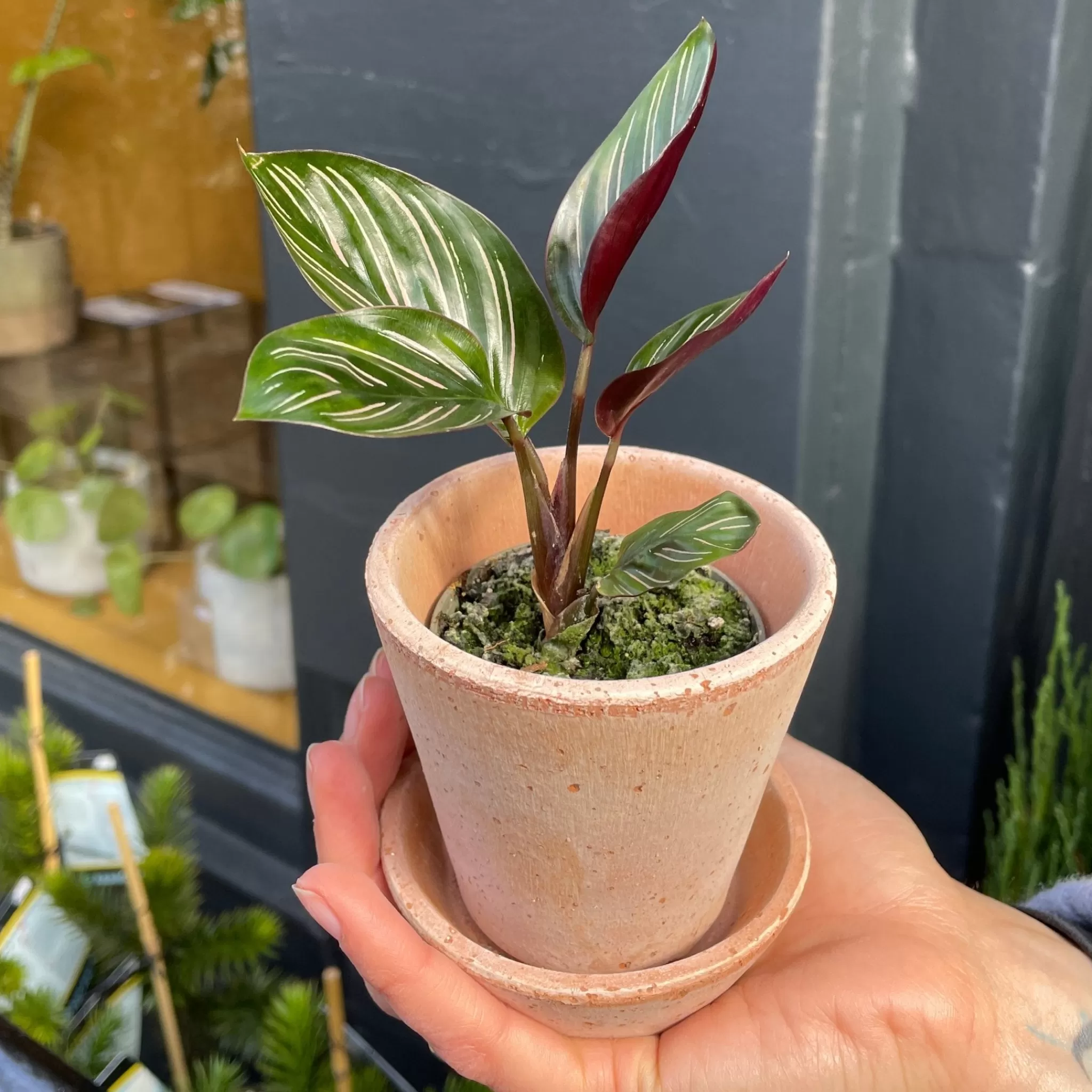 grow urban Calathea Ornata (6cm Pot)- Calathea