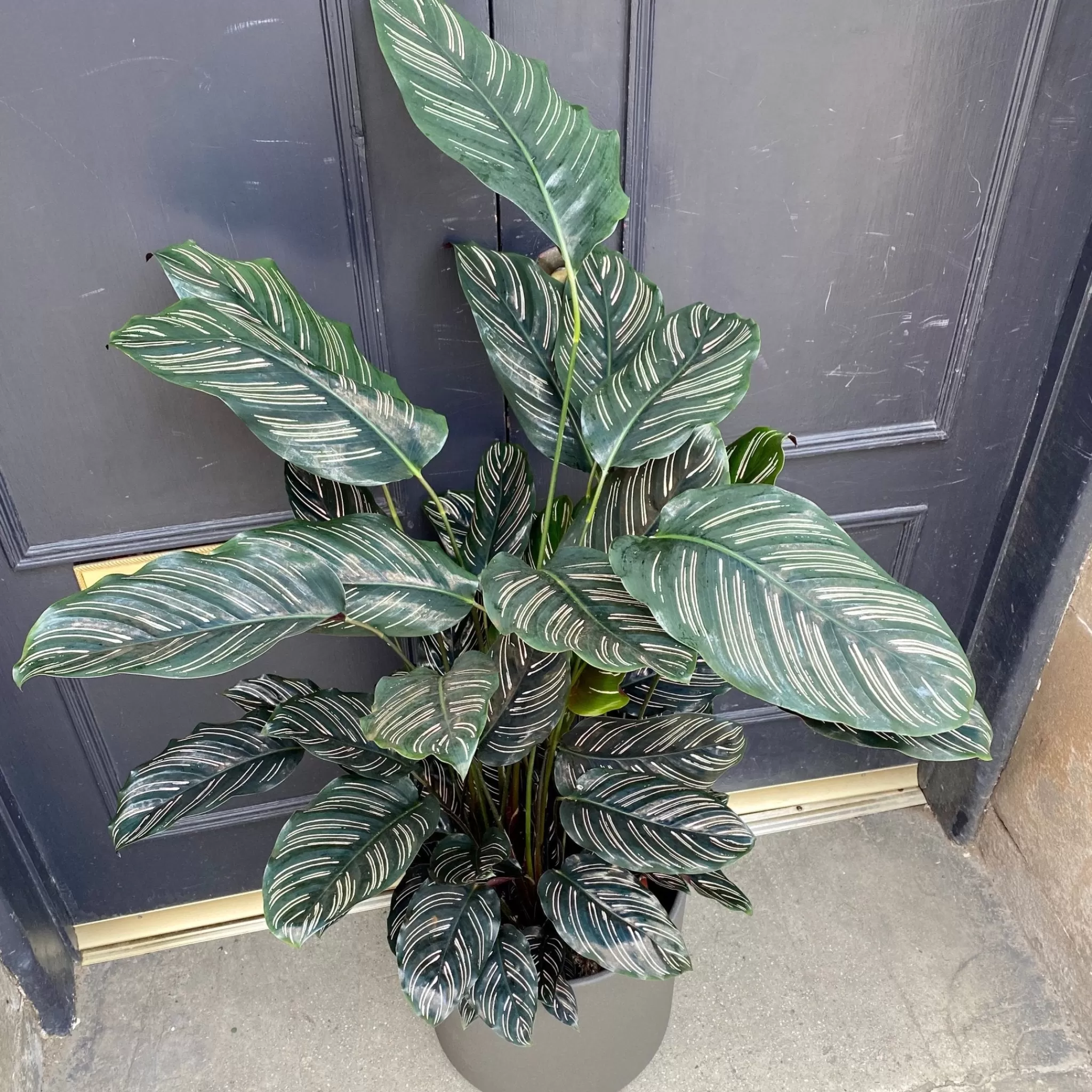 grow urban Calathea Ornata (27cm Pot)- Calathea