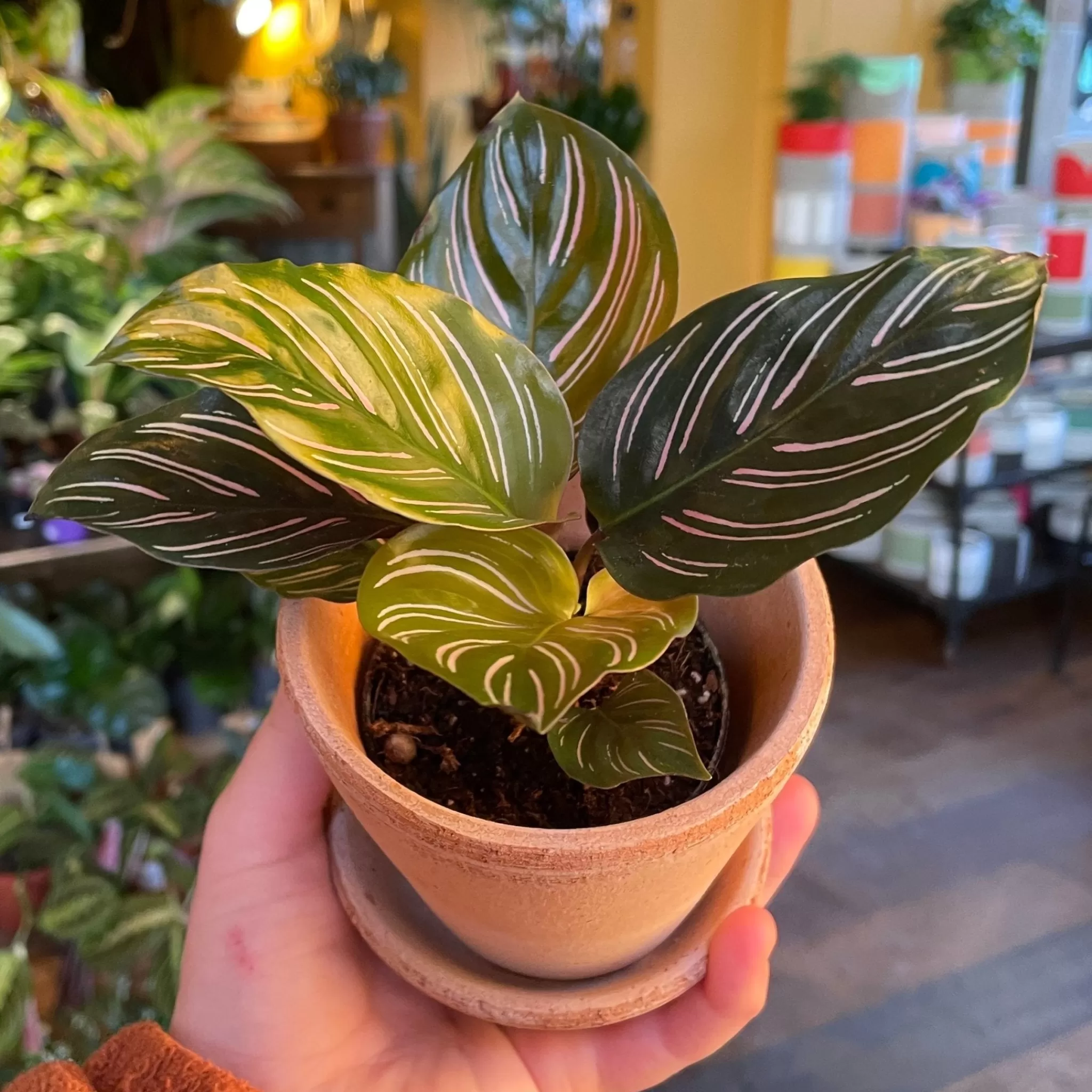 grow urban Calathea Ornata (7cm Pot)- Calathea