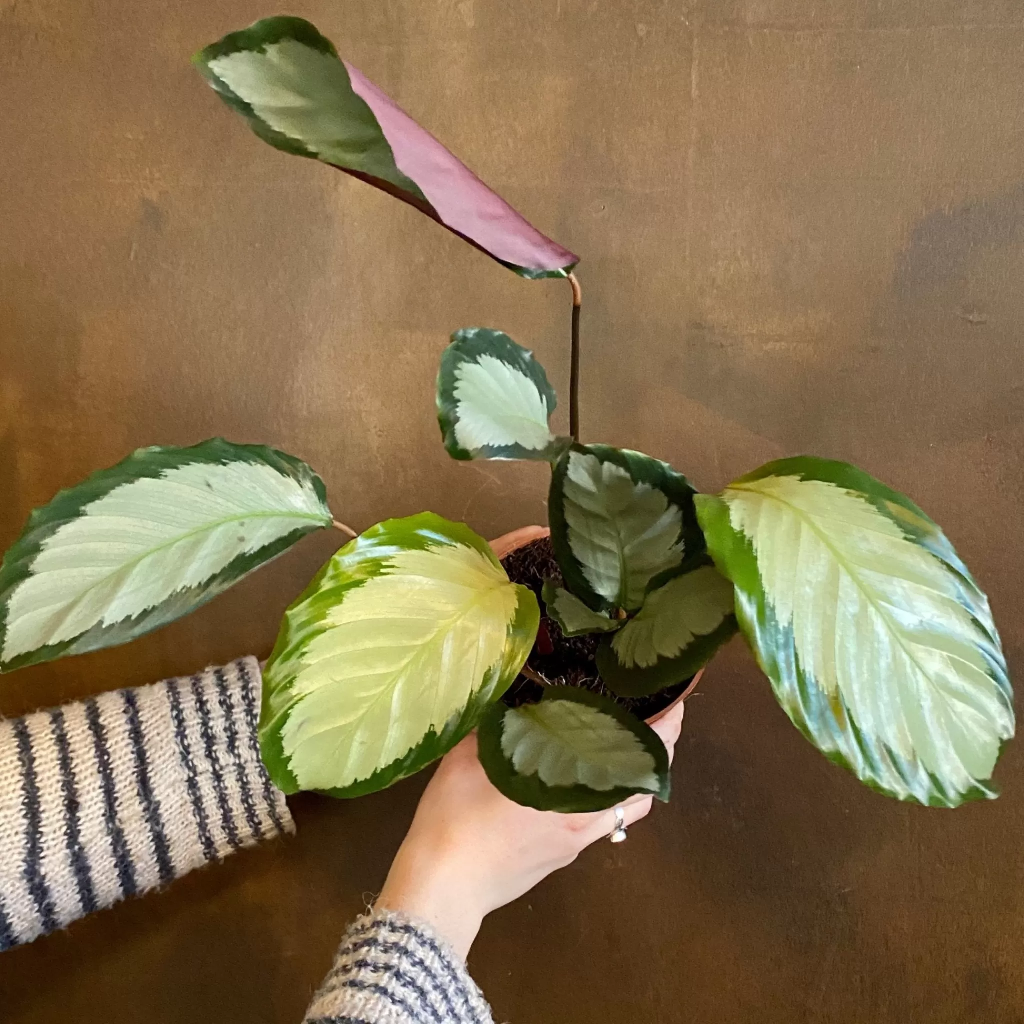 grow urban Calathea Picturata ‘Argentea’- Calathea