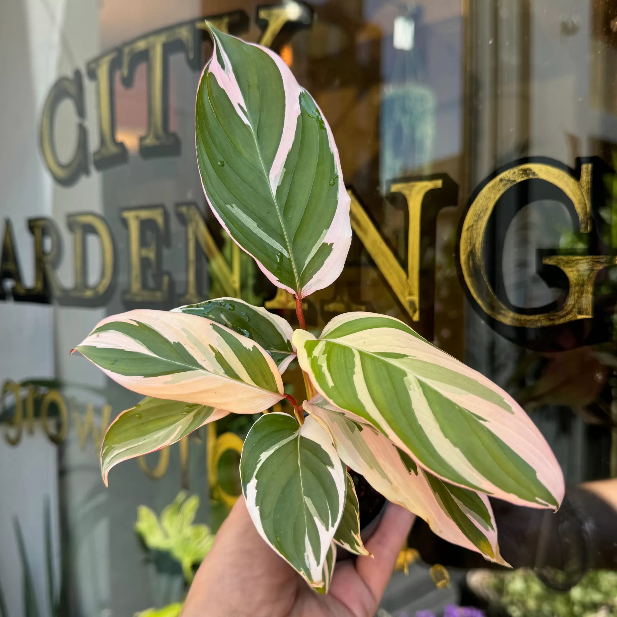 grow urban Calathea 'Princess Dalya'- Calathea