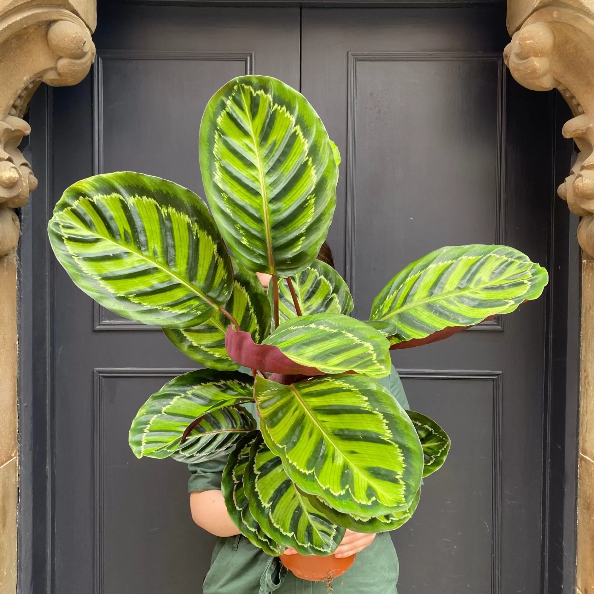 grow urban Calathea Roseopicta- Calathea