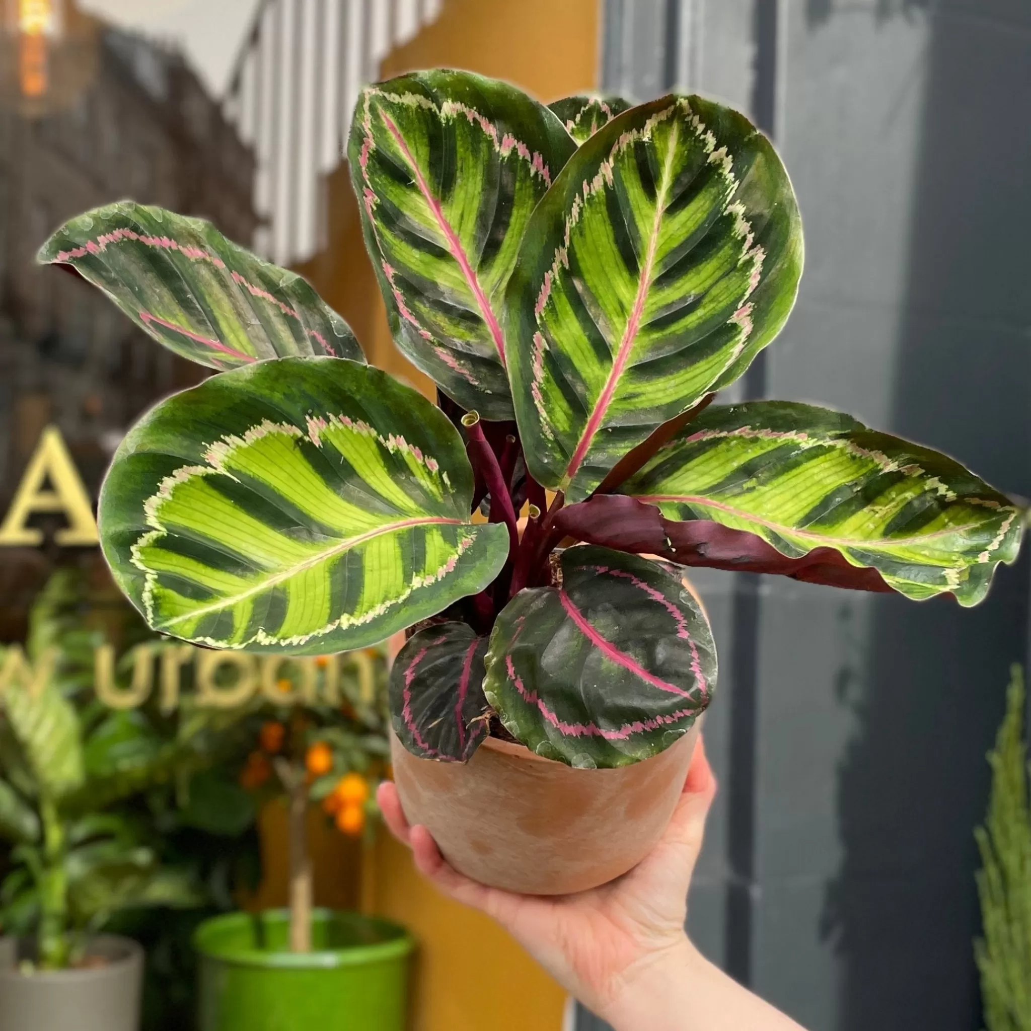 grow urban Calathea Roseopicta (12cm Pot)- Calathea