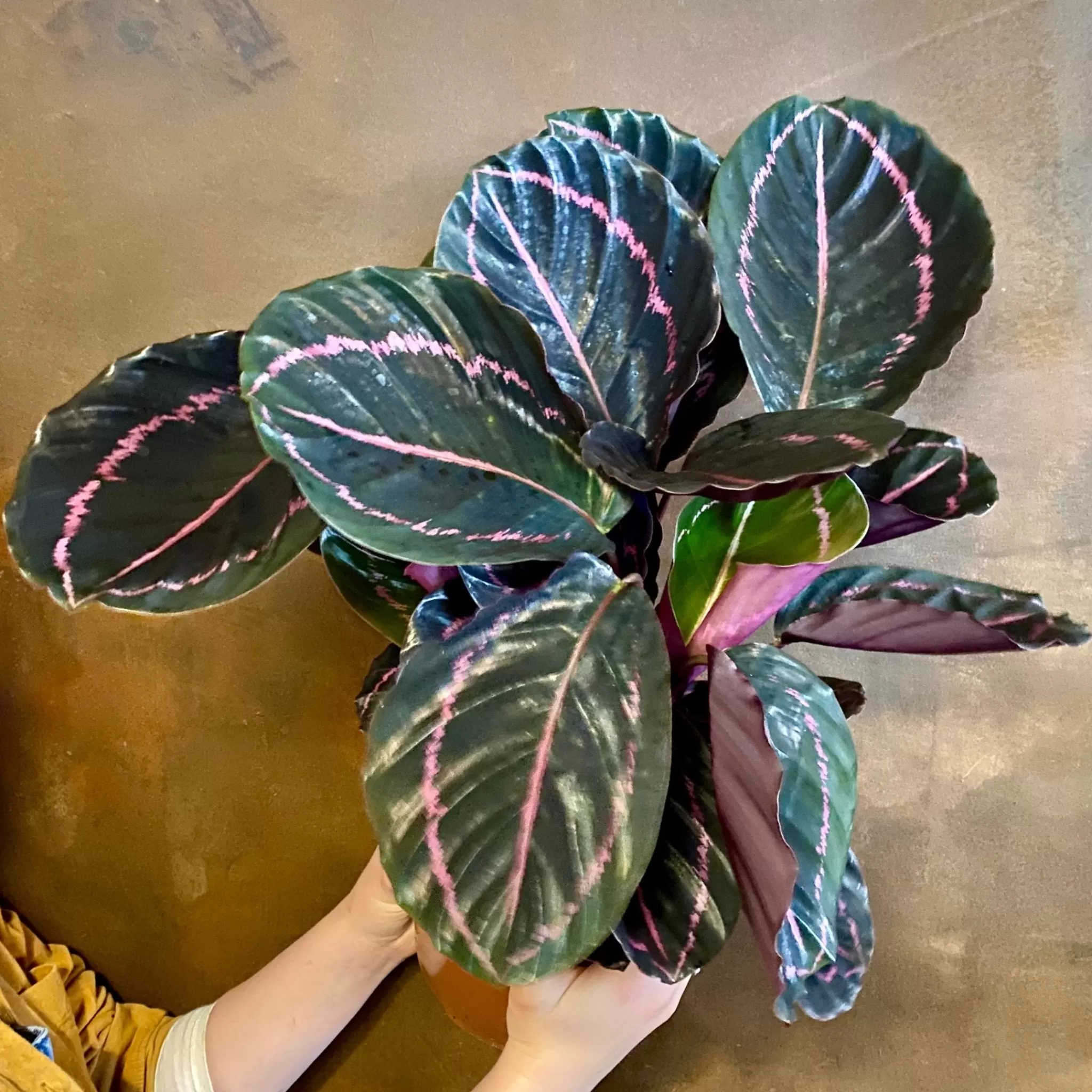 grow urban Calathea Roseopicta 'Dottie'- Calathea