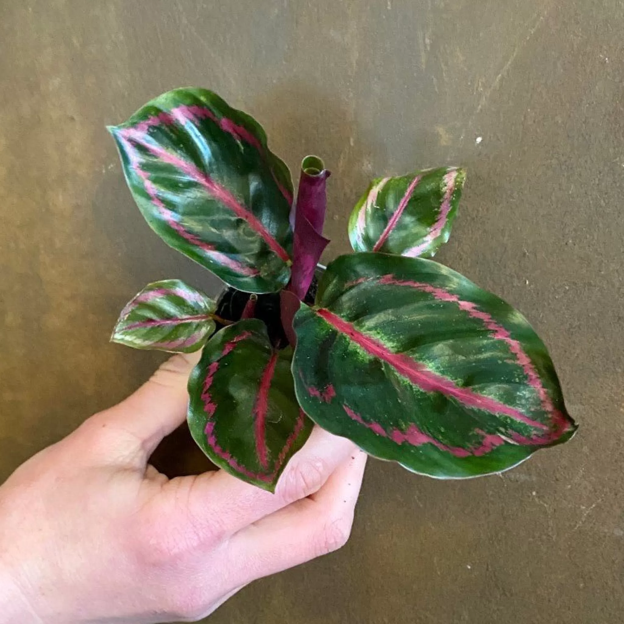 grow urban Calathea Roseopicta ‘Illustris’ (6cm Pot)- Calathea