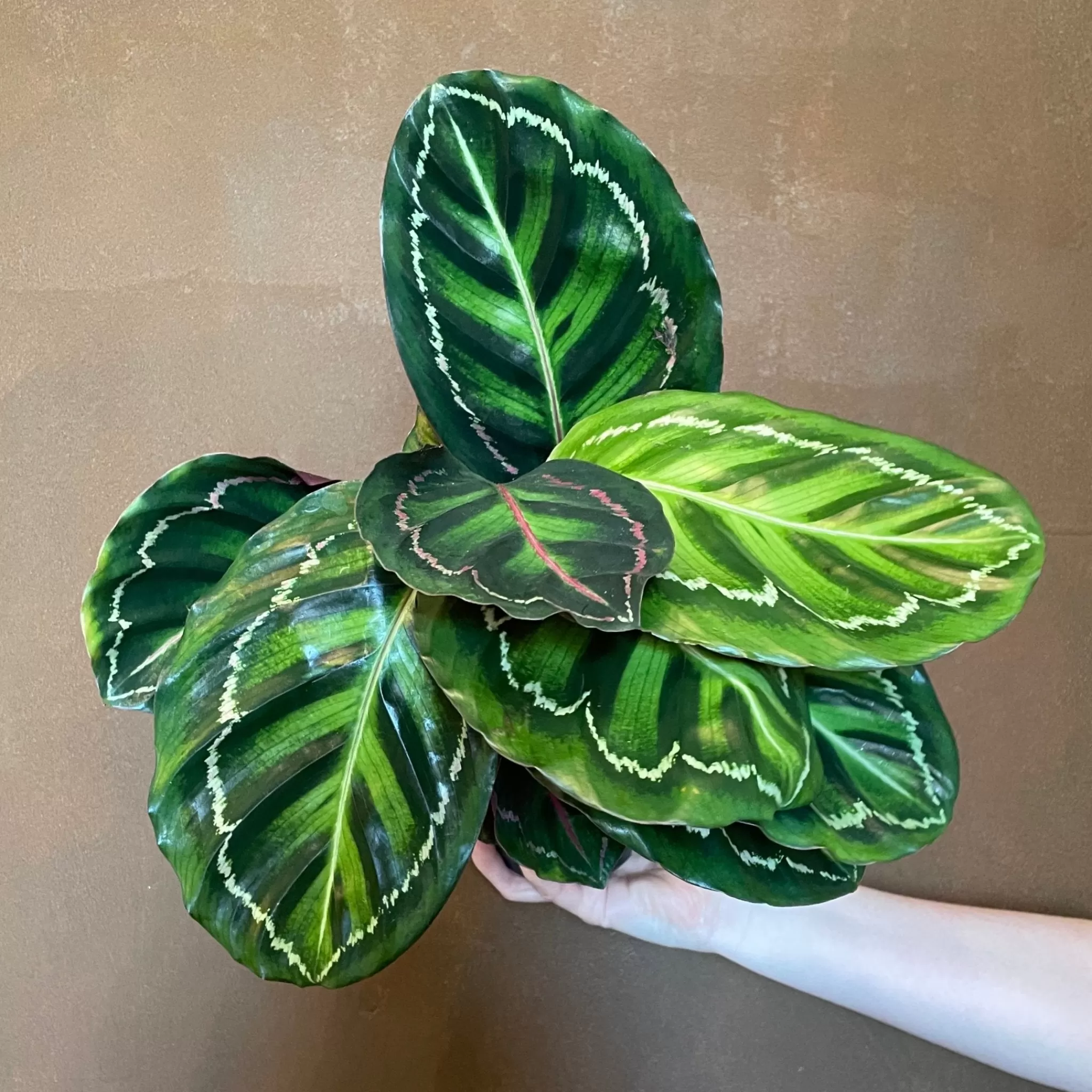 grow urban Calathea Roseopicta ‘Illustris’ (12cm Pot)- Calathea