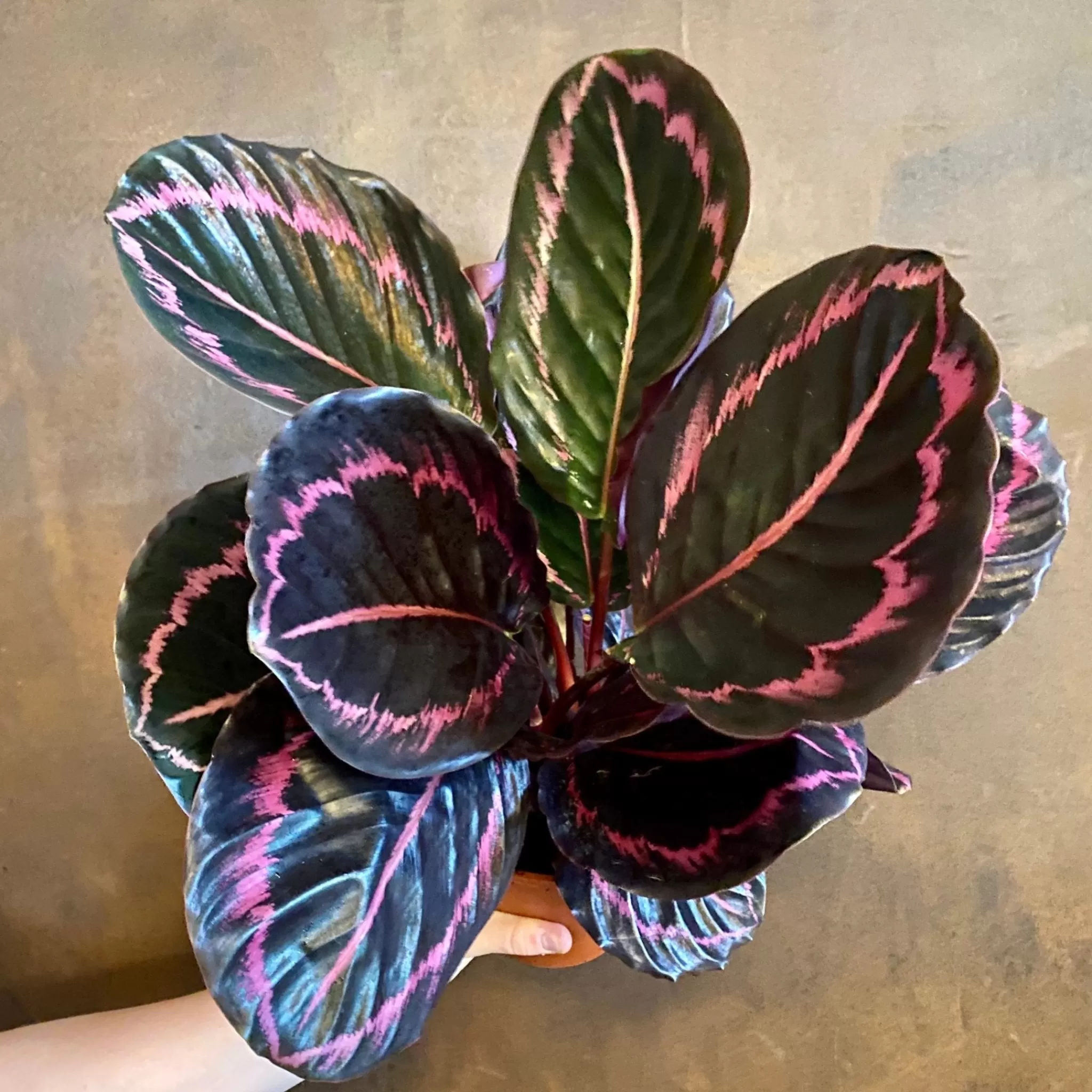 grow urban Calathea Roseopicta ‘Little Princess’- Calathea