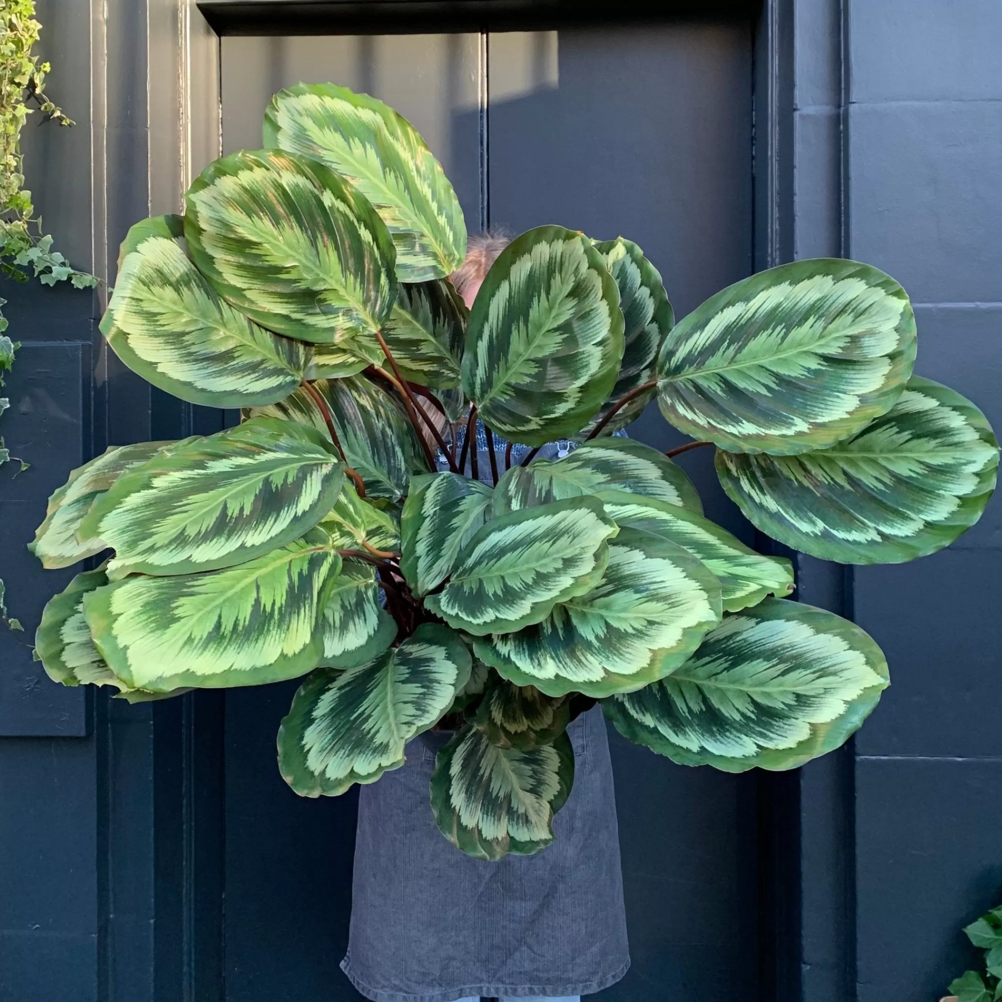 grow urban Calathea Roseopicta ‘Mysty'- Calathea