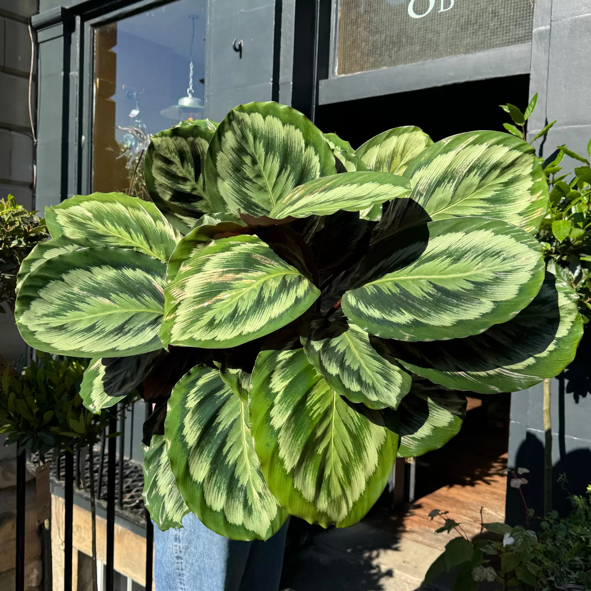 grow urban Calathea Roseopicta ‘Mysty'- Calathea
