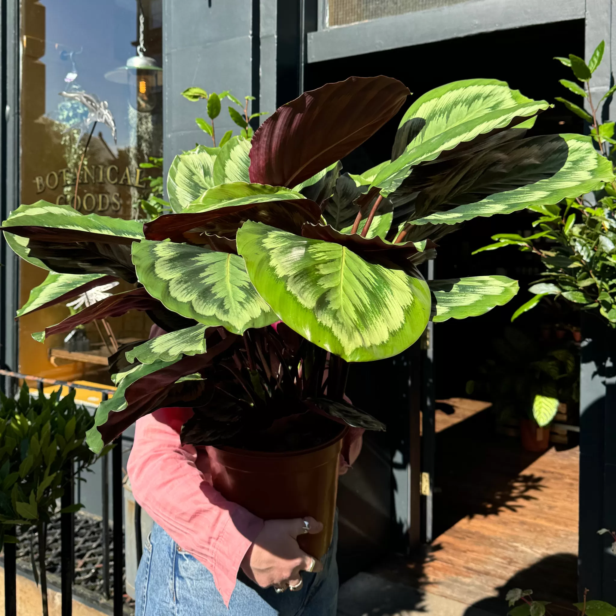 grow urban Calathea Roseopicta ‘Mysty'- Calathea