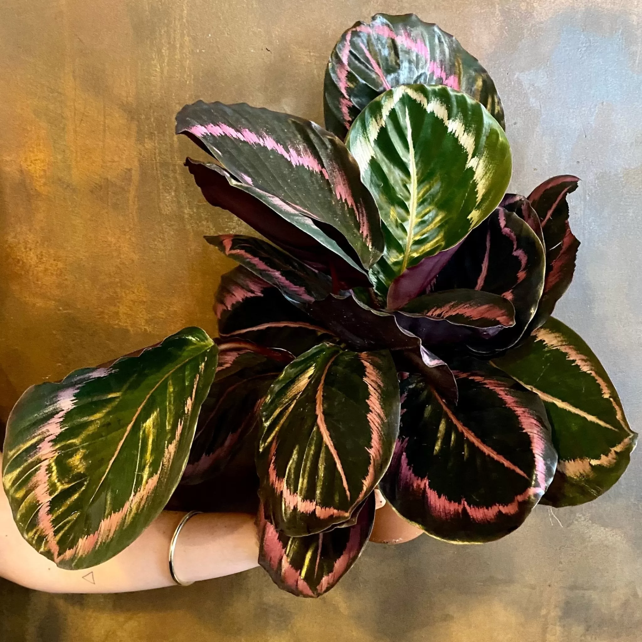 grow urban Calathea Roseopicta ‘Surprise Star’- Calathea