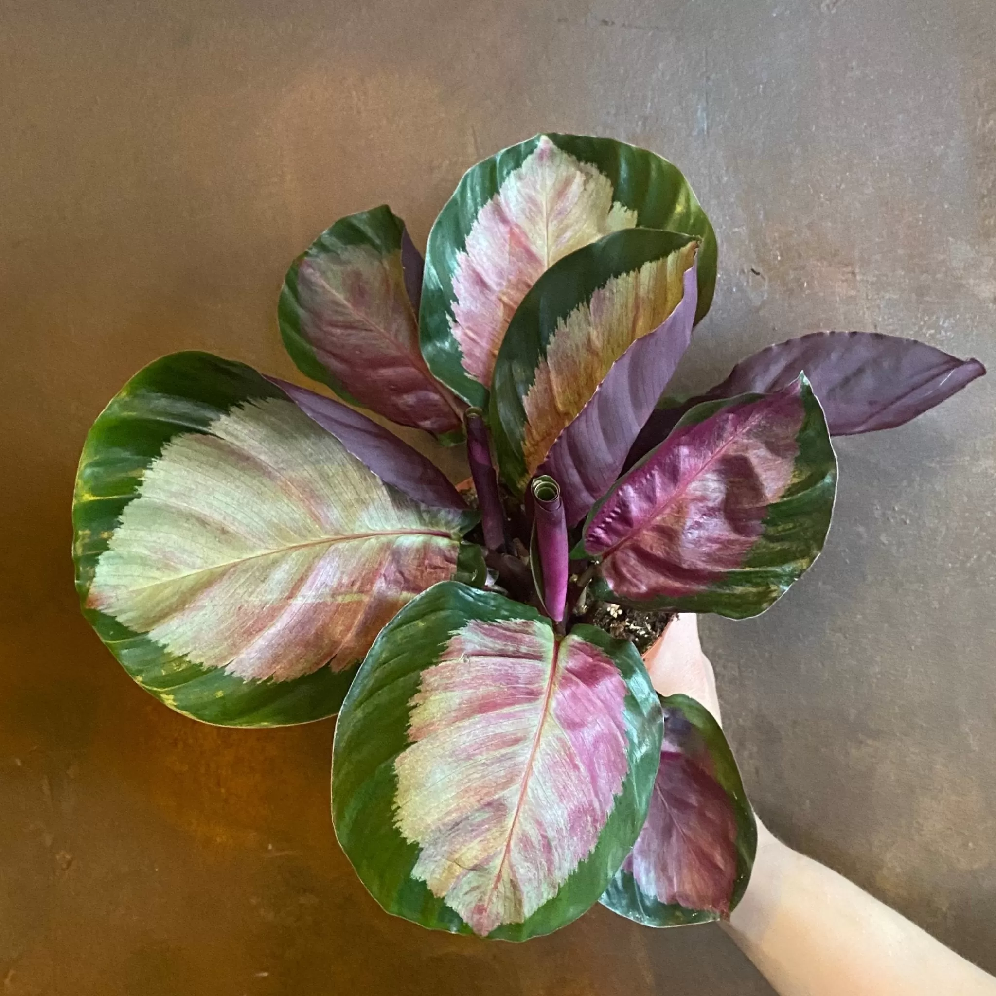 grow urban Calathea ‘Rosy’- Calathea