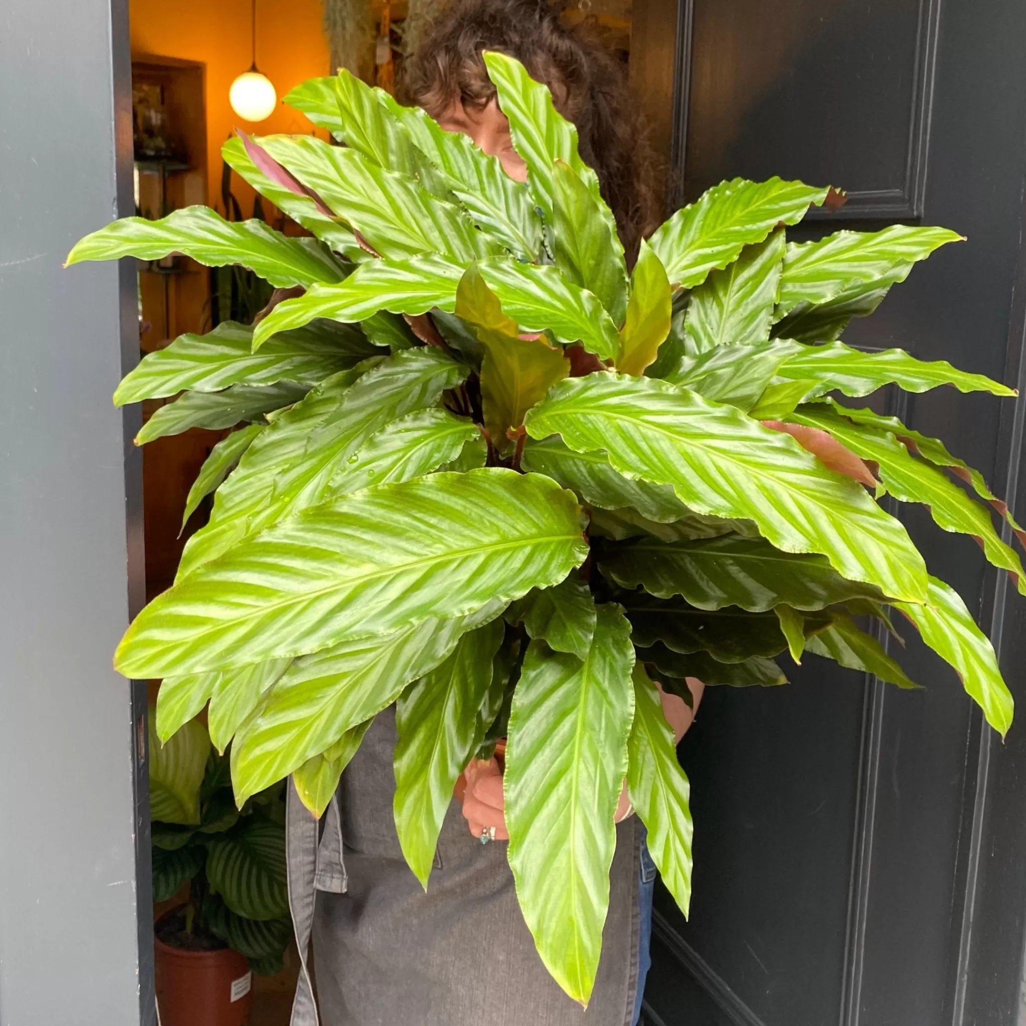 grow urban Calathea Rufibarba (19cm Pot)- Calathea